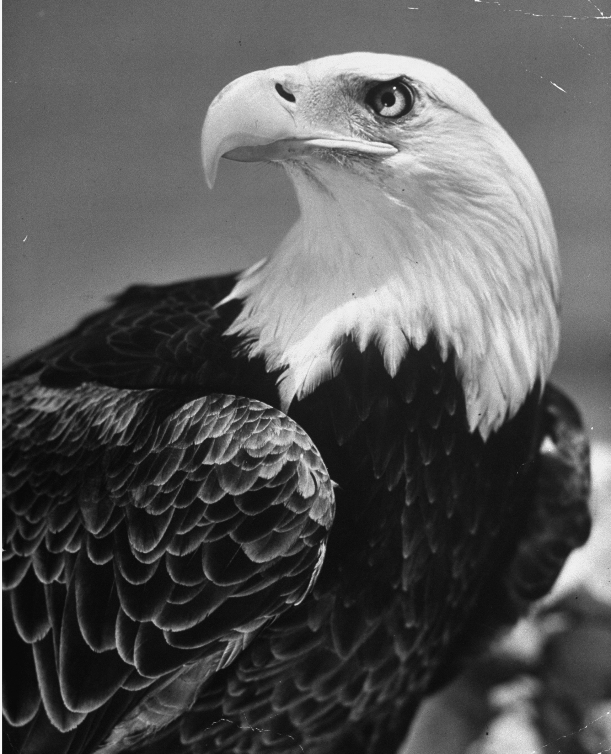 A trained American bald eagle posing for a picture in the 1940s. (J. R. Eyerman—The LIFE Picture Collection/Getty Images)