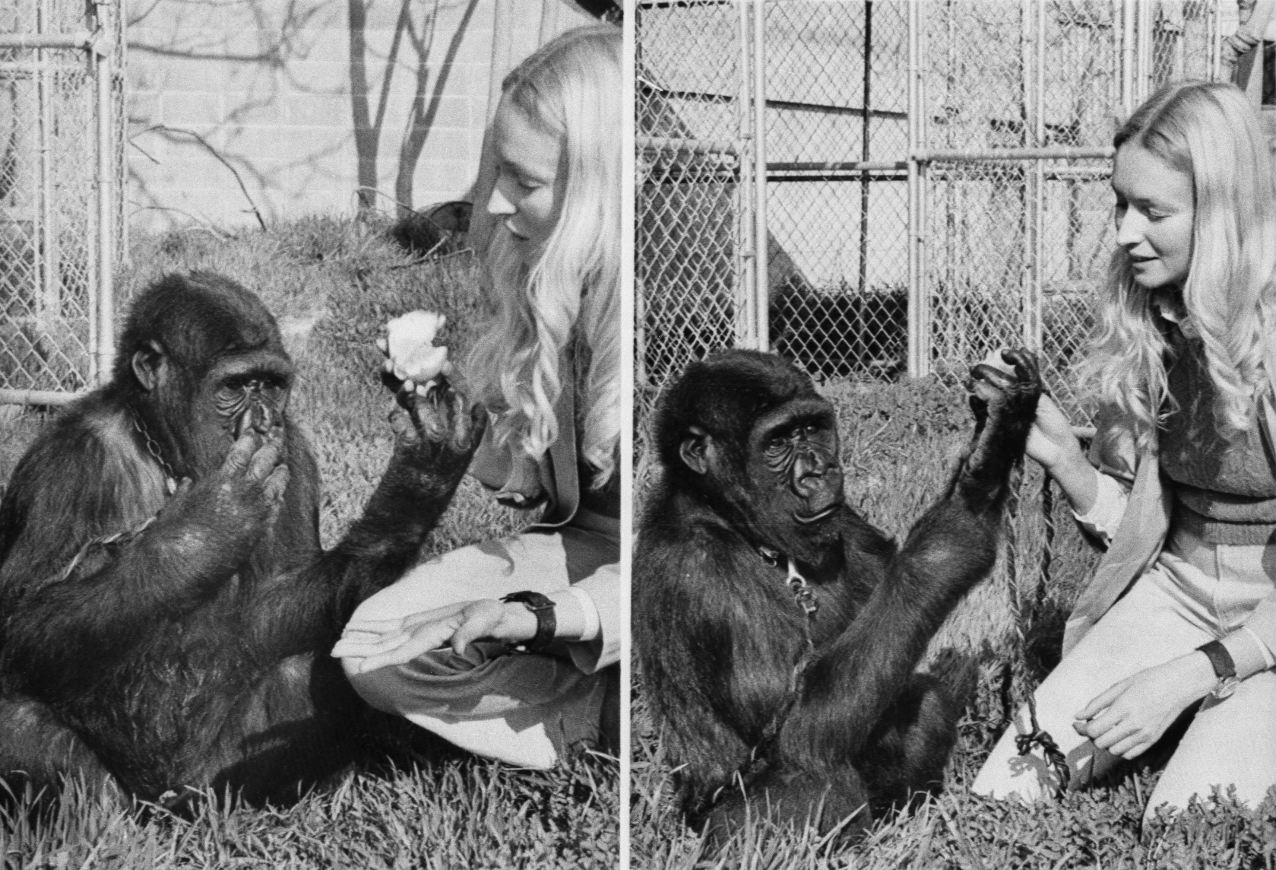 In several previous experiments, sign language has been taught to chimpanzees, but this is the first real attempt with a gorilla. At left, Koko indicates "eat" with bunched fingertips to her lips and gets her prize (right). The experiment began in a mobile home at San Francisco Zoo. Now the mobile home is established with its own fenced yard on the Stanford Campus. (Bettmann&mdash;Bettmann Archive)
