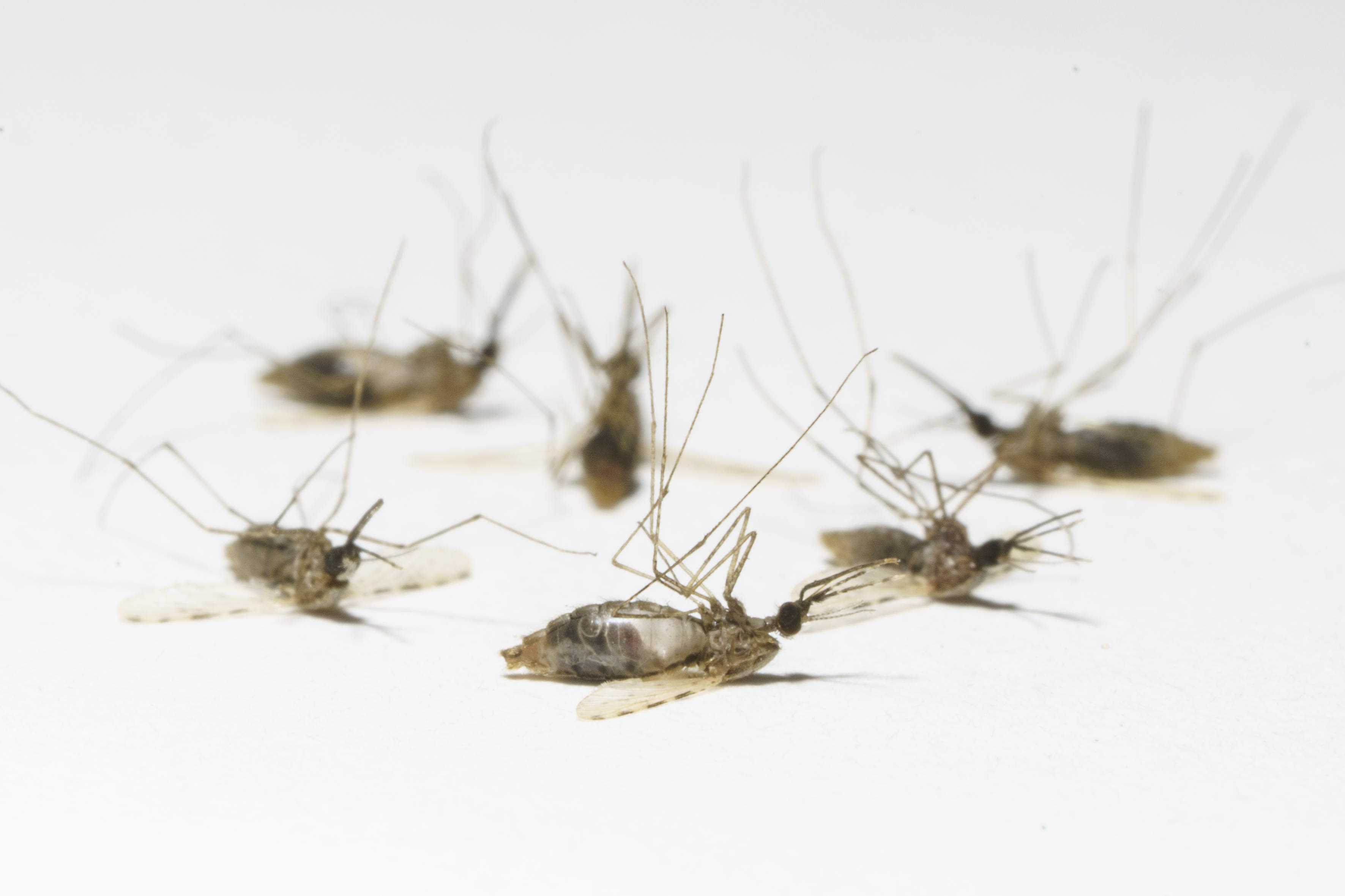 Malaria mosquitoes killed by an isoxazoline drug. (TropIQ Health Sciences, photographer: Martien Schouten)