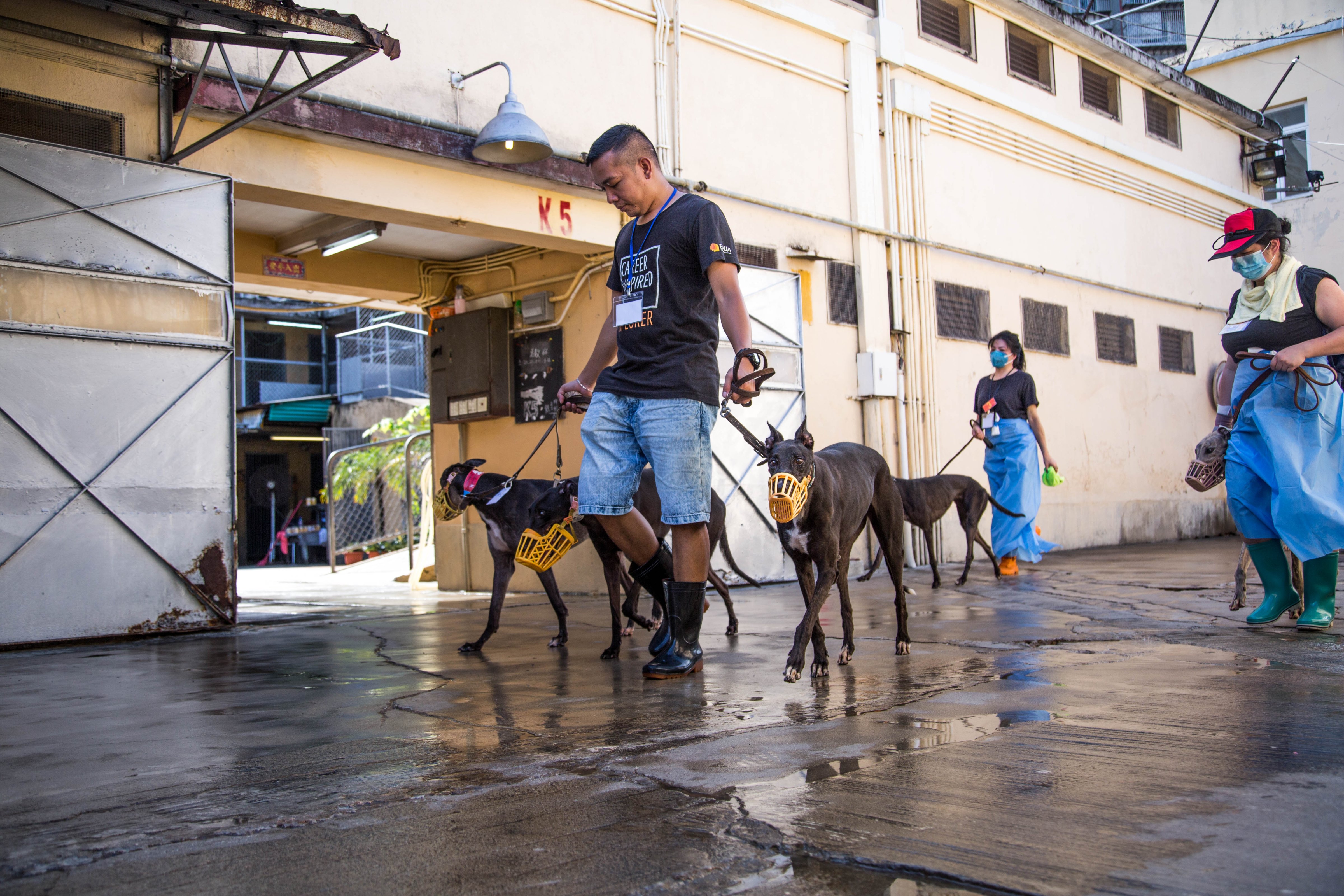 A volunteer walking greyhounds at the kennels at Canidrome in Macau on July 26, 2018. Photo by Aria Chen in Macau for TIME. (Aria Hangyu Chen&mdash;TIME)