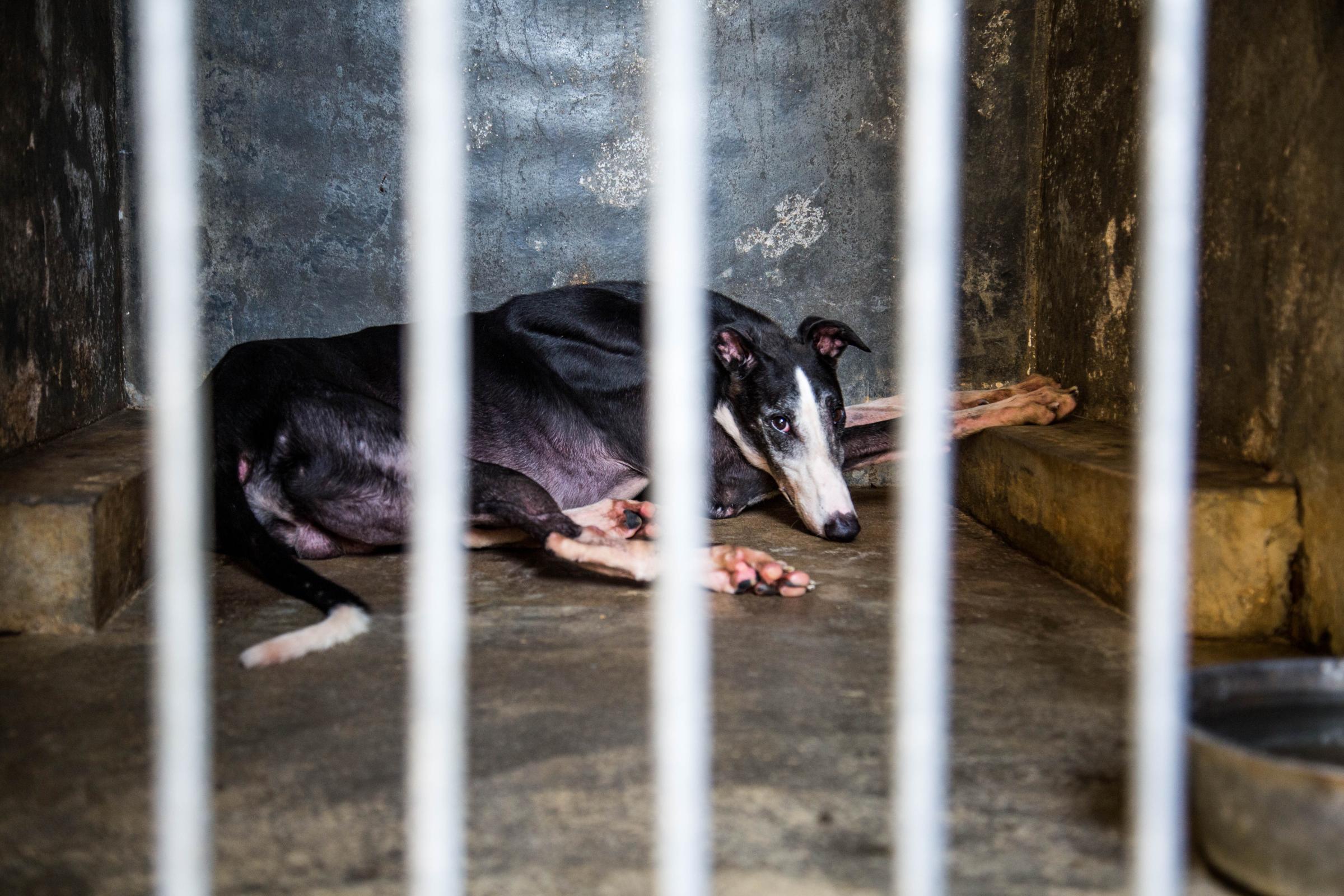 A greyhound kept in Canidrome's kennels.Photo by Aria Hangyu Chen in Macau for TIME.