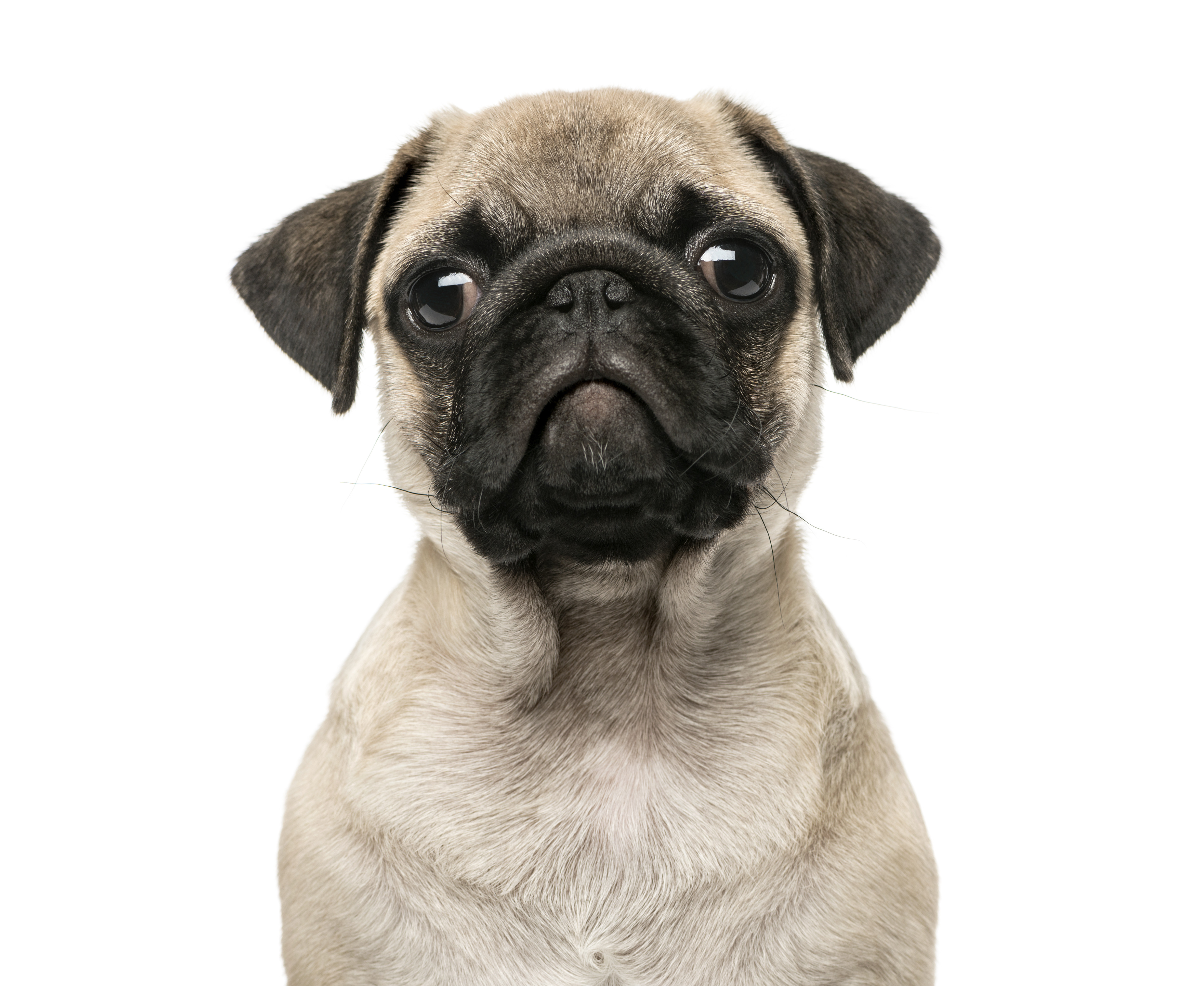 Close-up of a Pug puppy, 3 months old, isolated on white (Eric Isselee&mdash;Getty Images/Biosphoto)