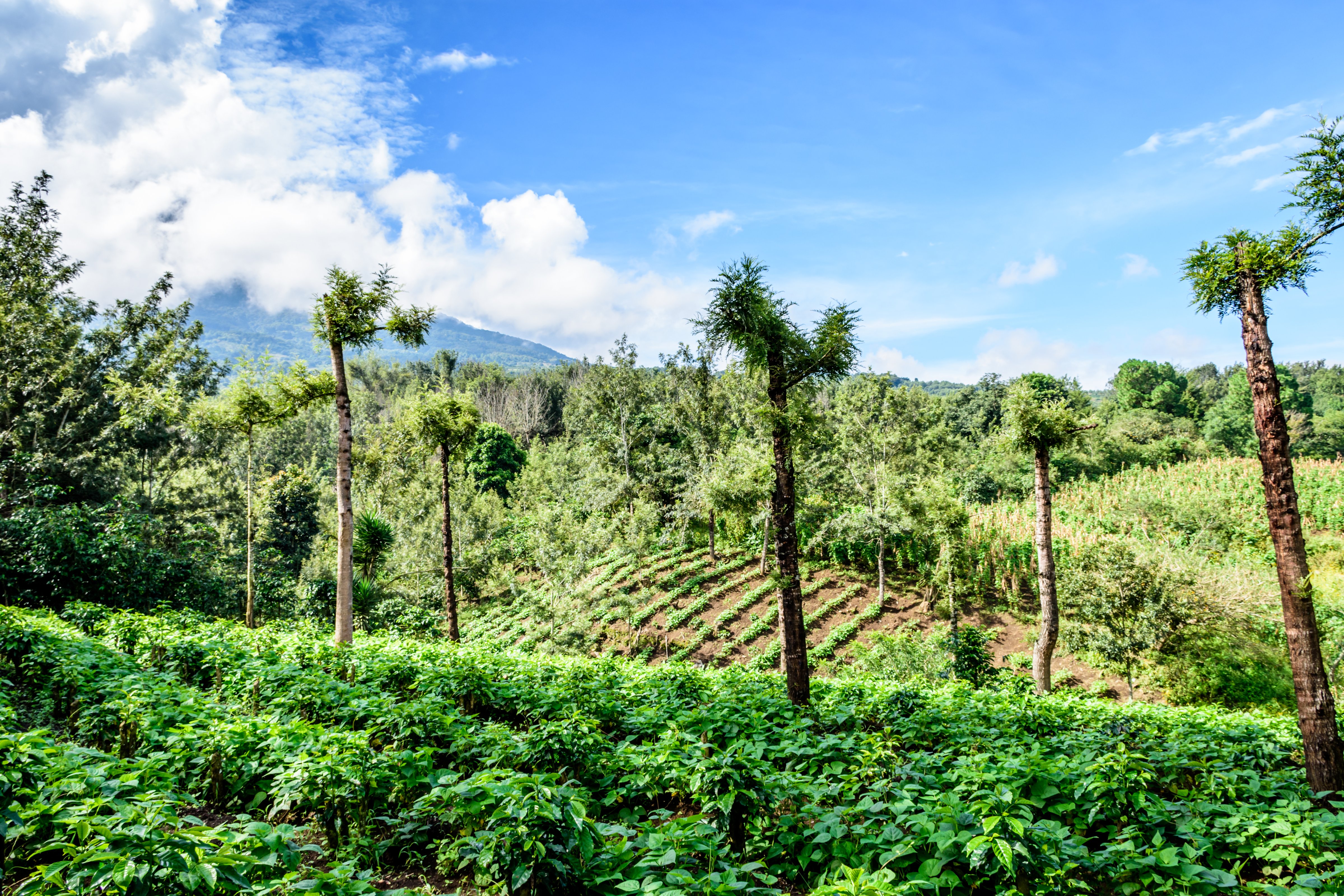 Verdant agricultural farmland in Guatemalan highlands, Central America. (Lucy Brown, loca4motion—Getty Images/iStockphoto)