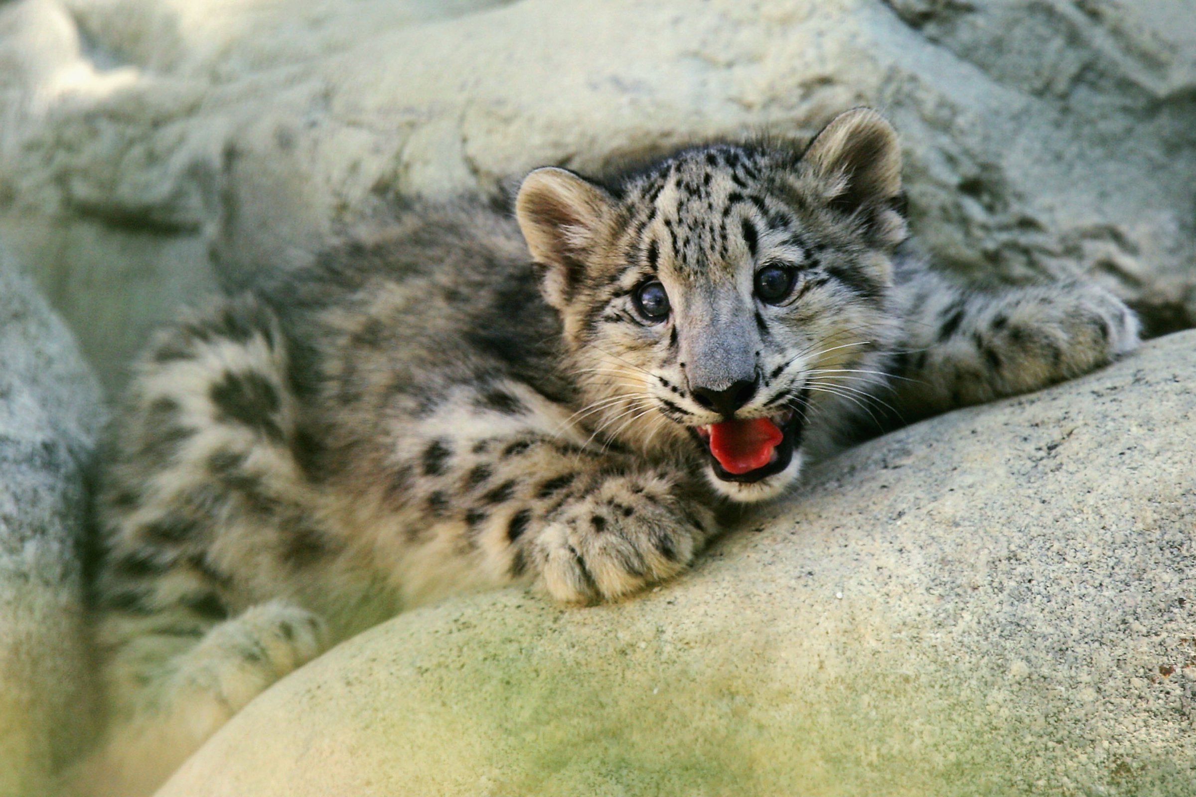 Snow Leopard Cub Debut At The Los Angeles Zoo