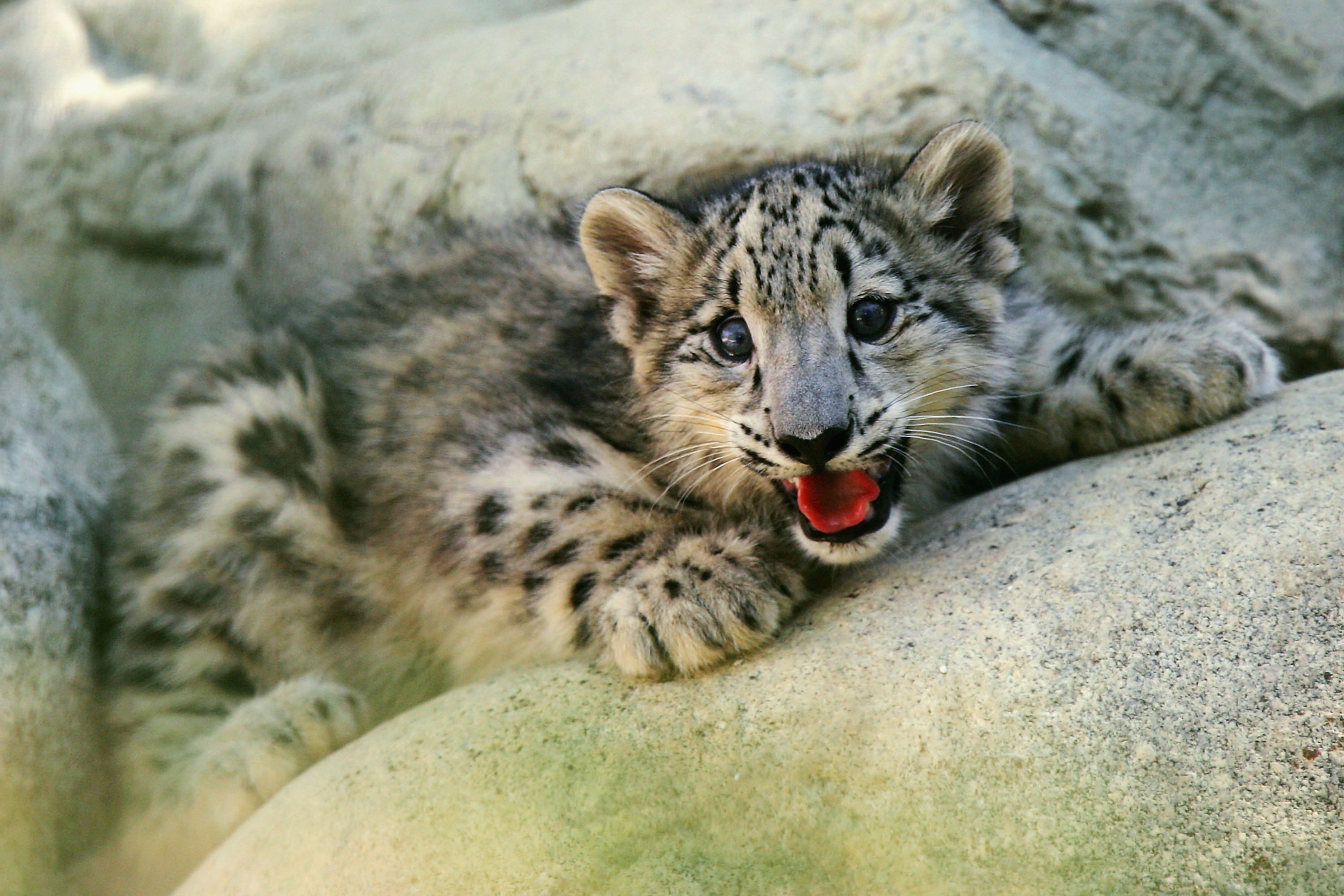 An endangered snow leopard kitten at the Los Angeles Zoo on Sept.  7, 2006 (David McNew—Getty Images)