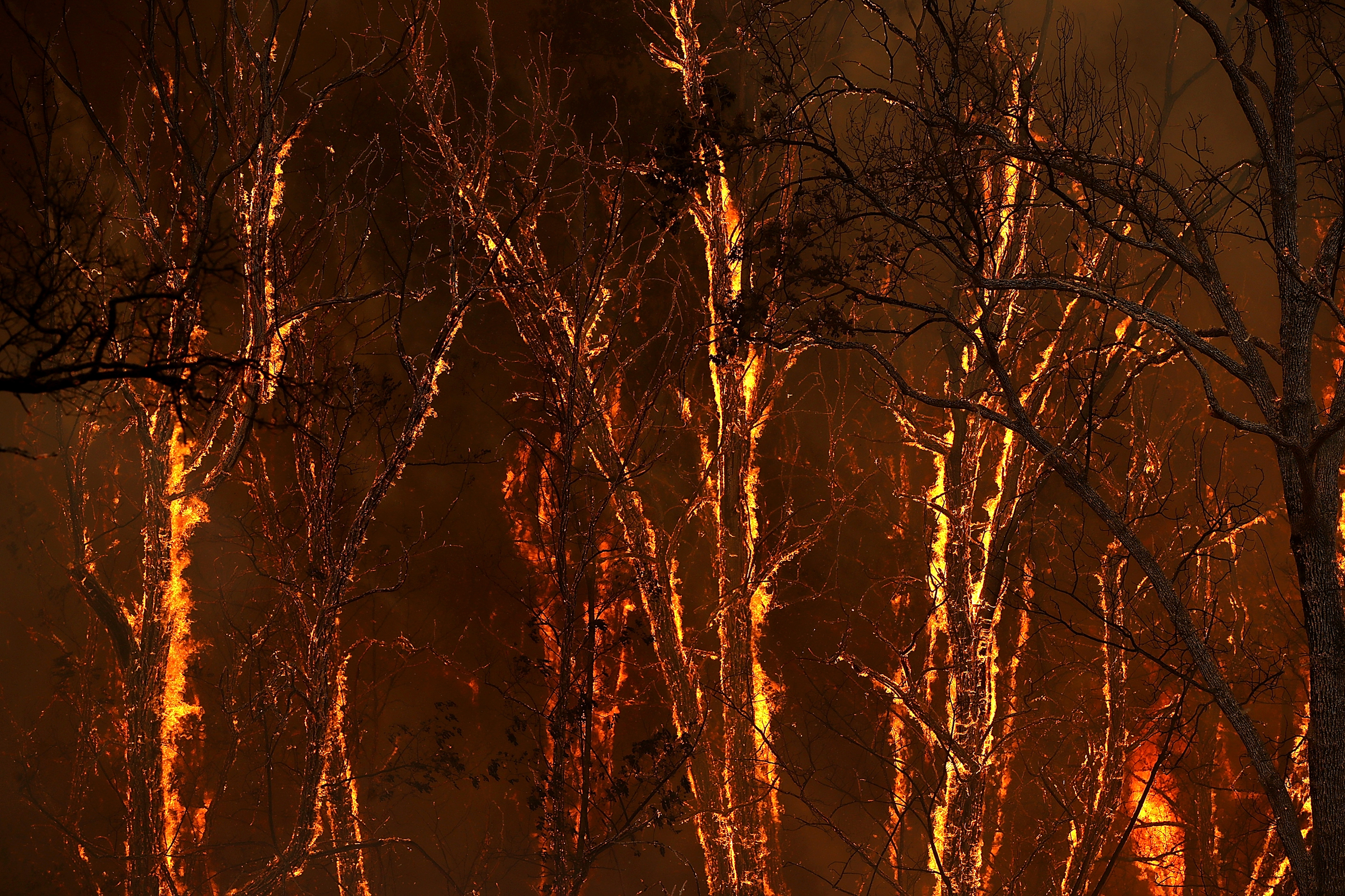 Flames from the Carr Fire burns through trees along highway 299 near Whiskeytown, Calif. on July 27. (Justin Sullivan—Getty Images)