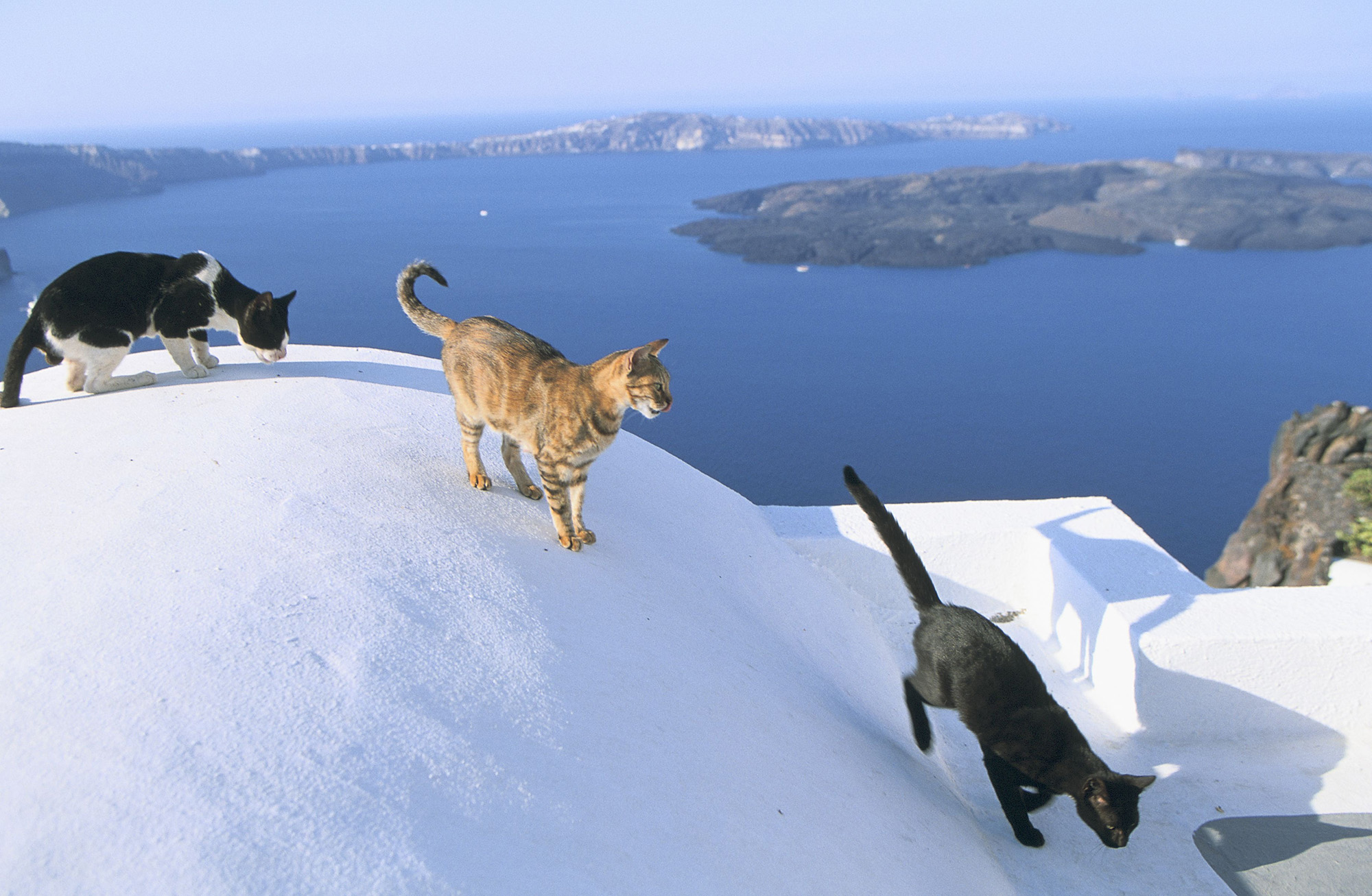 Cats In Greece