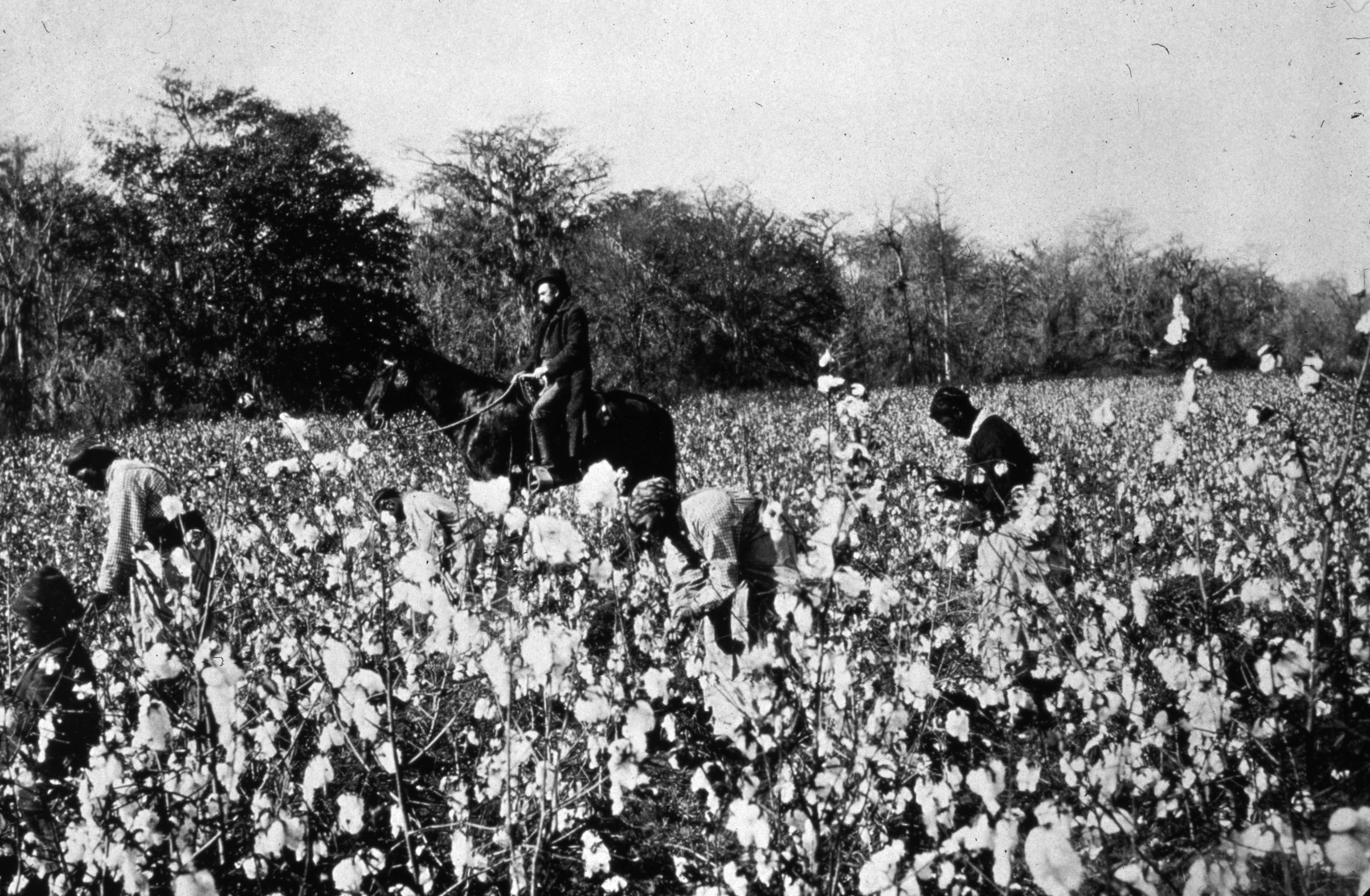 circa 1850: An overseer riding past people picking cotton in a field in the southern states of America. (MPI/Getty Images)