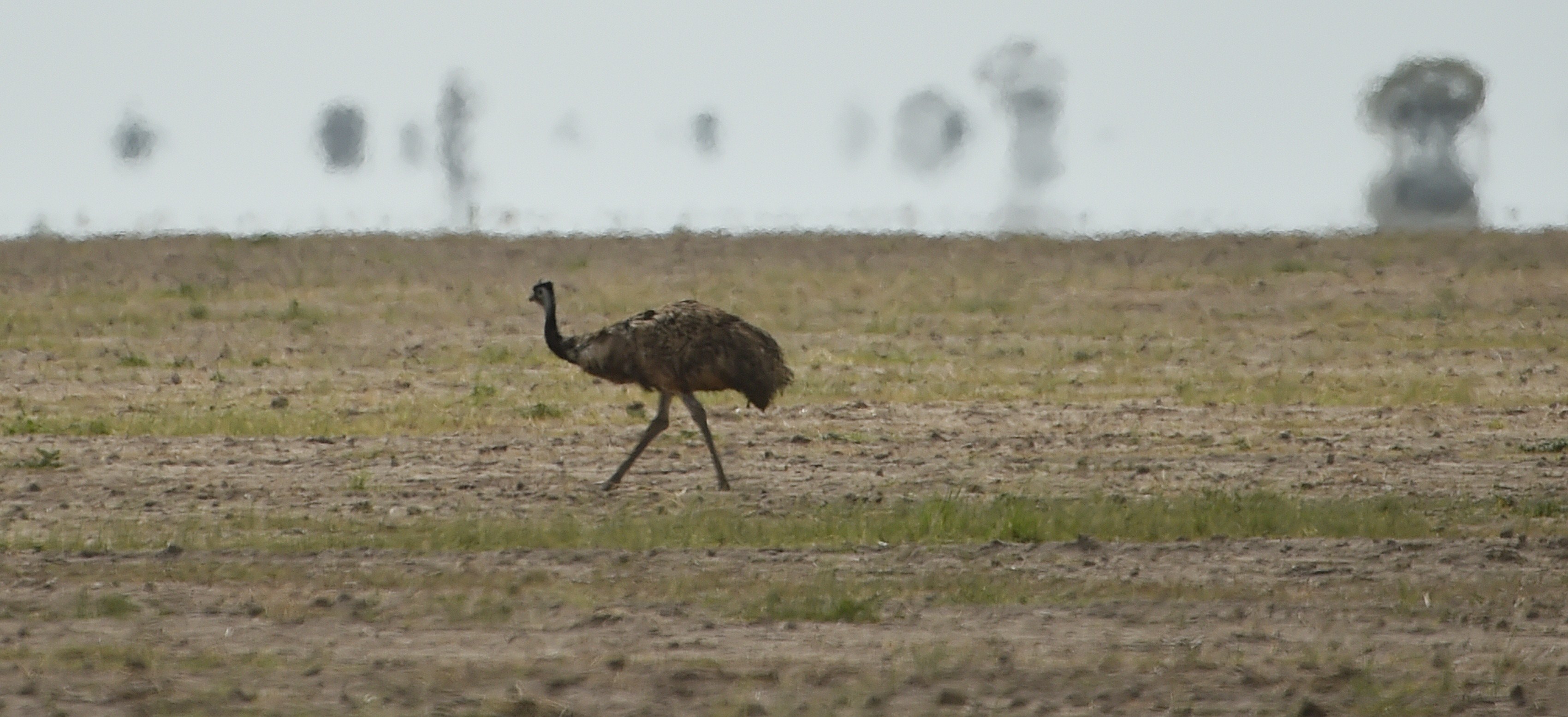 An emu looks for food in the dry earth near the Australian agricultural town of Walgett. (Peter Parks&mdash;AFP/Getty Images)