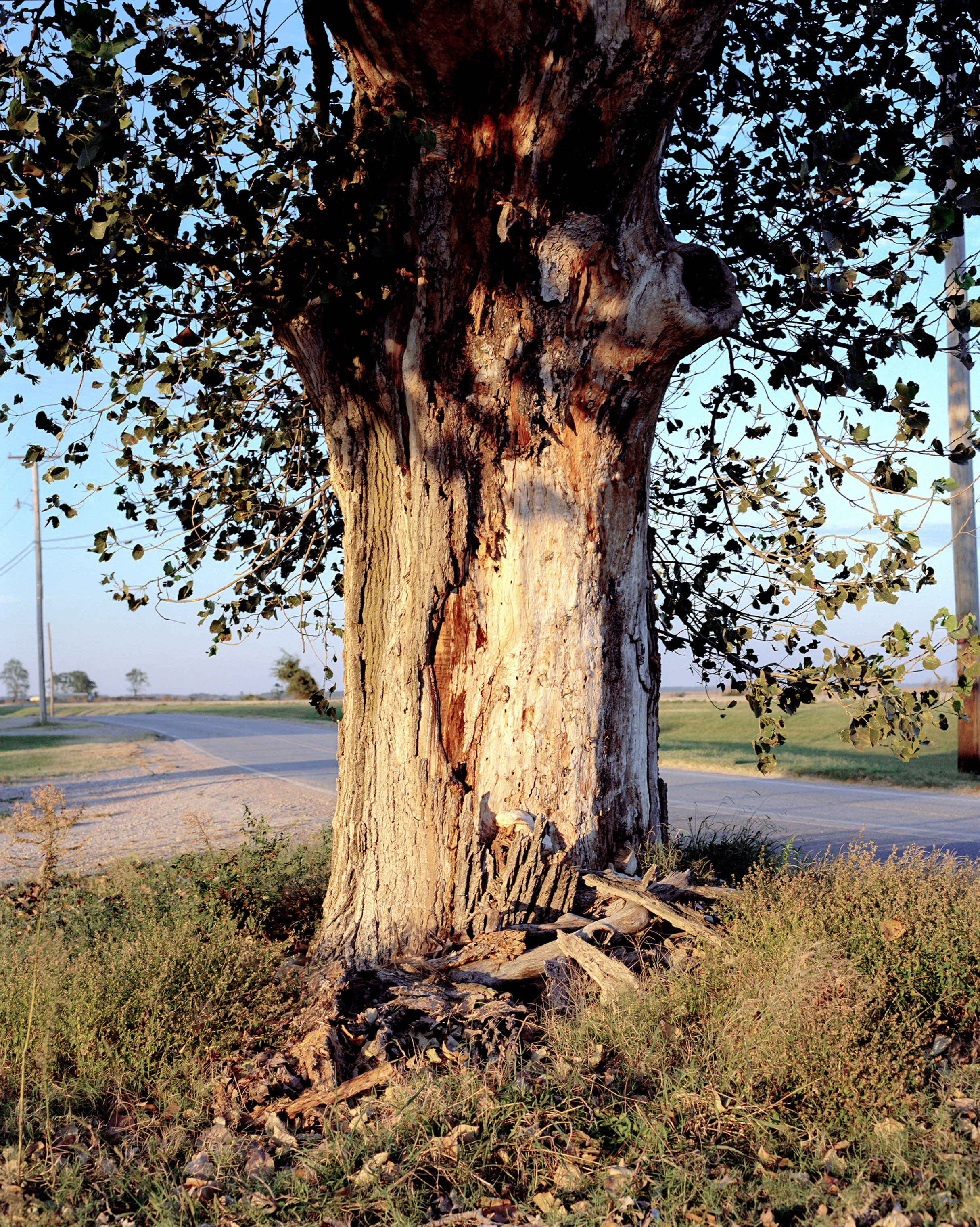 A tree in Phillips County, Ark., where a hanging may have occurred during the 1919 Race Massacre, one the deadliest mass lynchings in U.S history. (Johnathon Kelso)