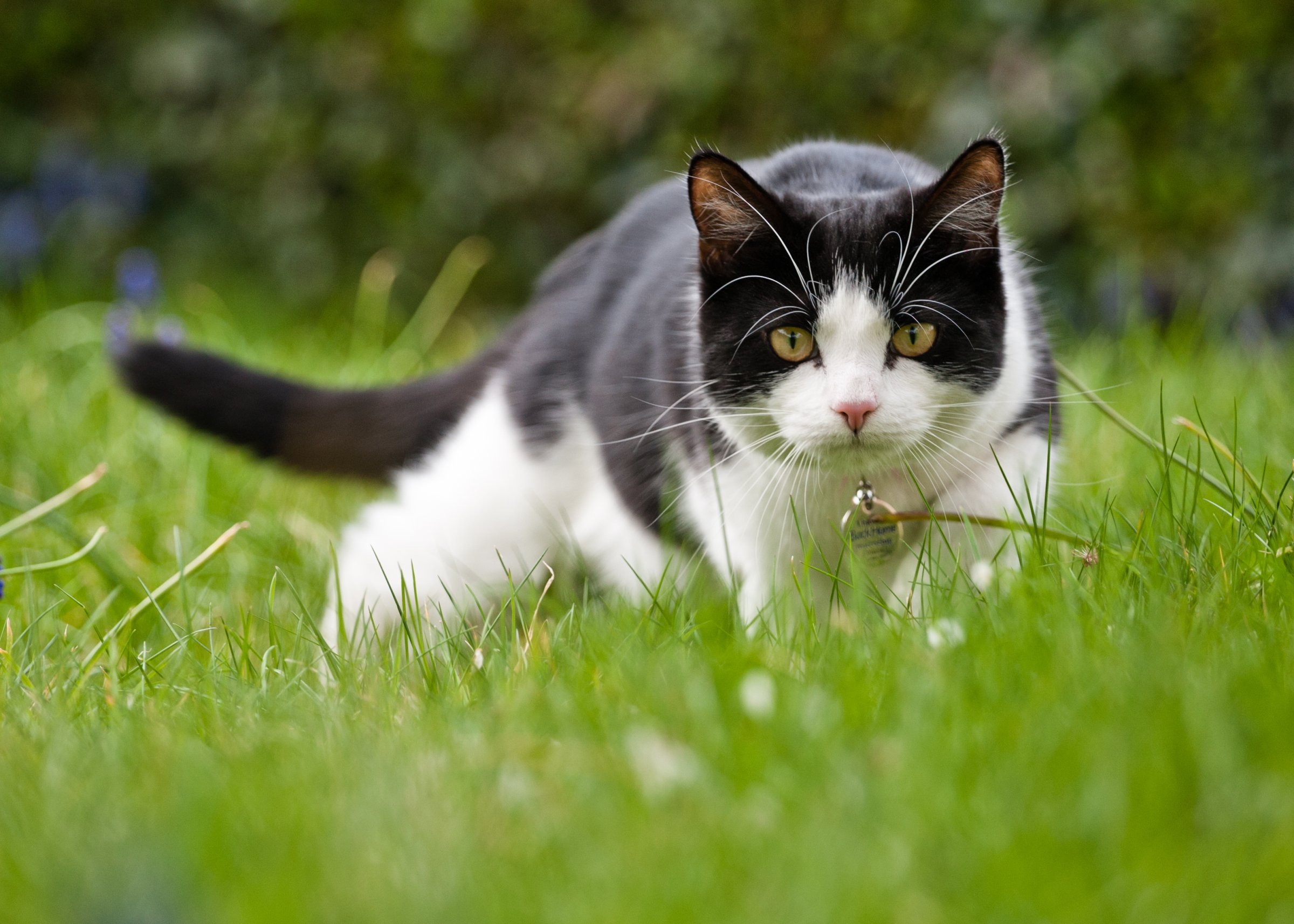 Domestic cat hunting for mice in the garden