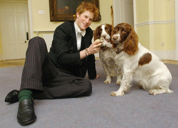 Portraits of H.R.H. Prince Harry