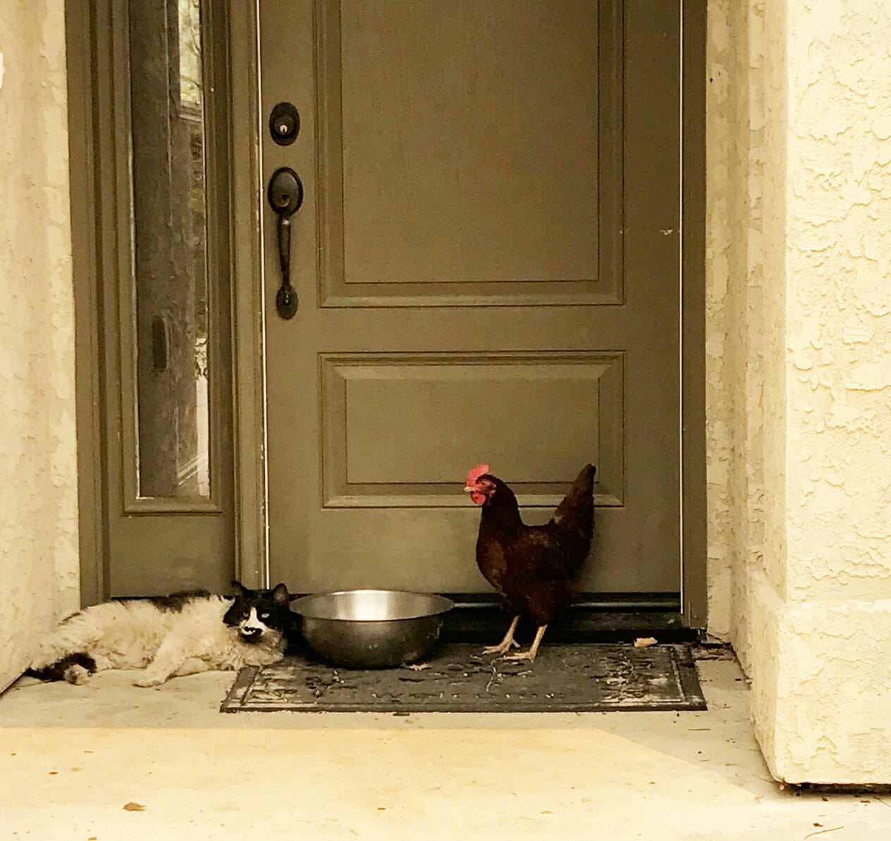 Green Valley Firefighters discovered a chicken and cat huddled together in a doorway (Photo Courtesy Green Valley Fire Department)