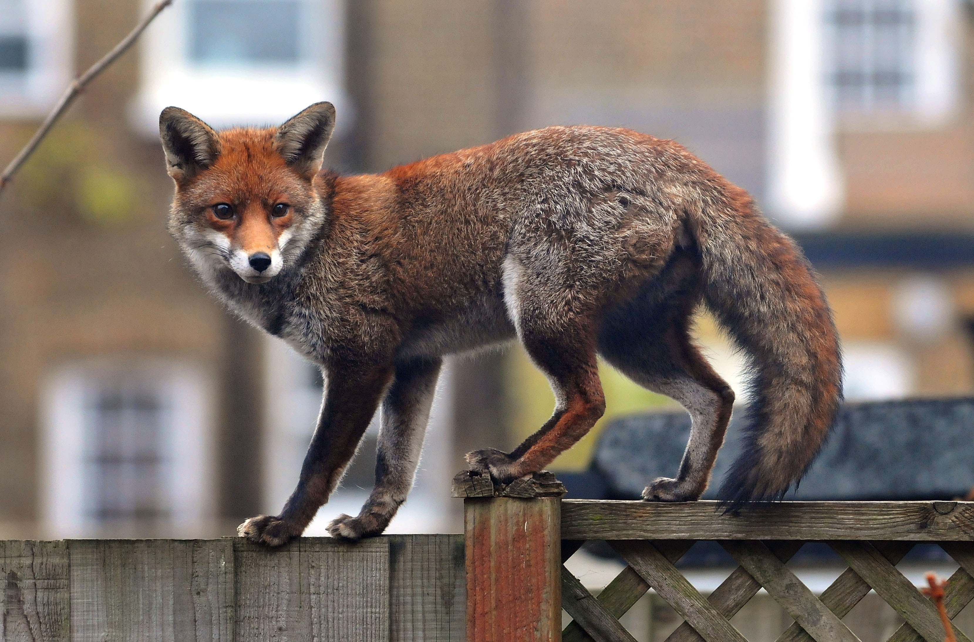 An urban fox prowls along a garden fence in Ealing in London, England. (Jim Dyson&mdash;Getty Images)