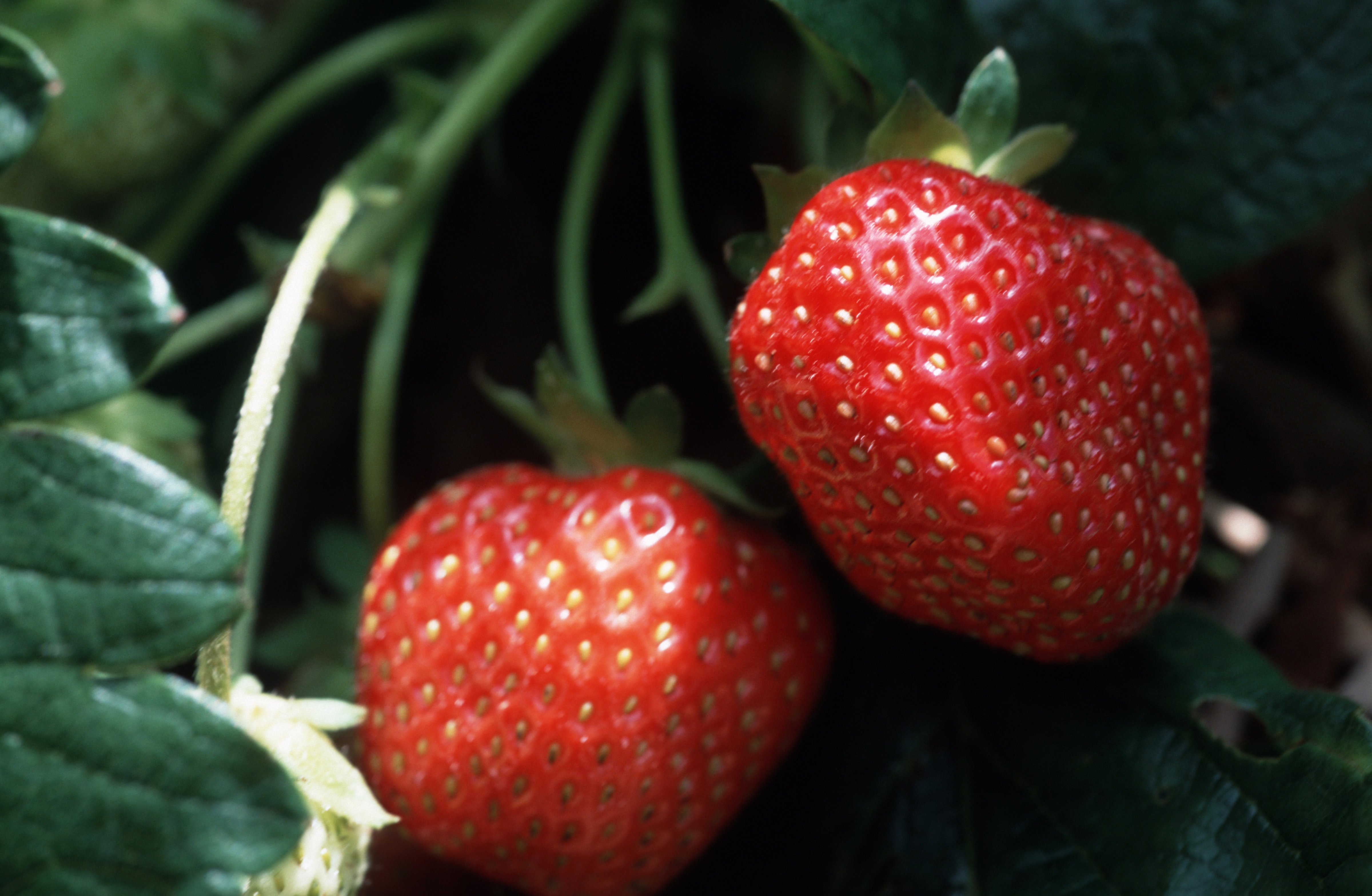 Summer strawberries at a farm in Tasmania. (Leisa Tyler&mdash;LightRocket/Getty Images)
