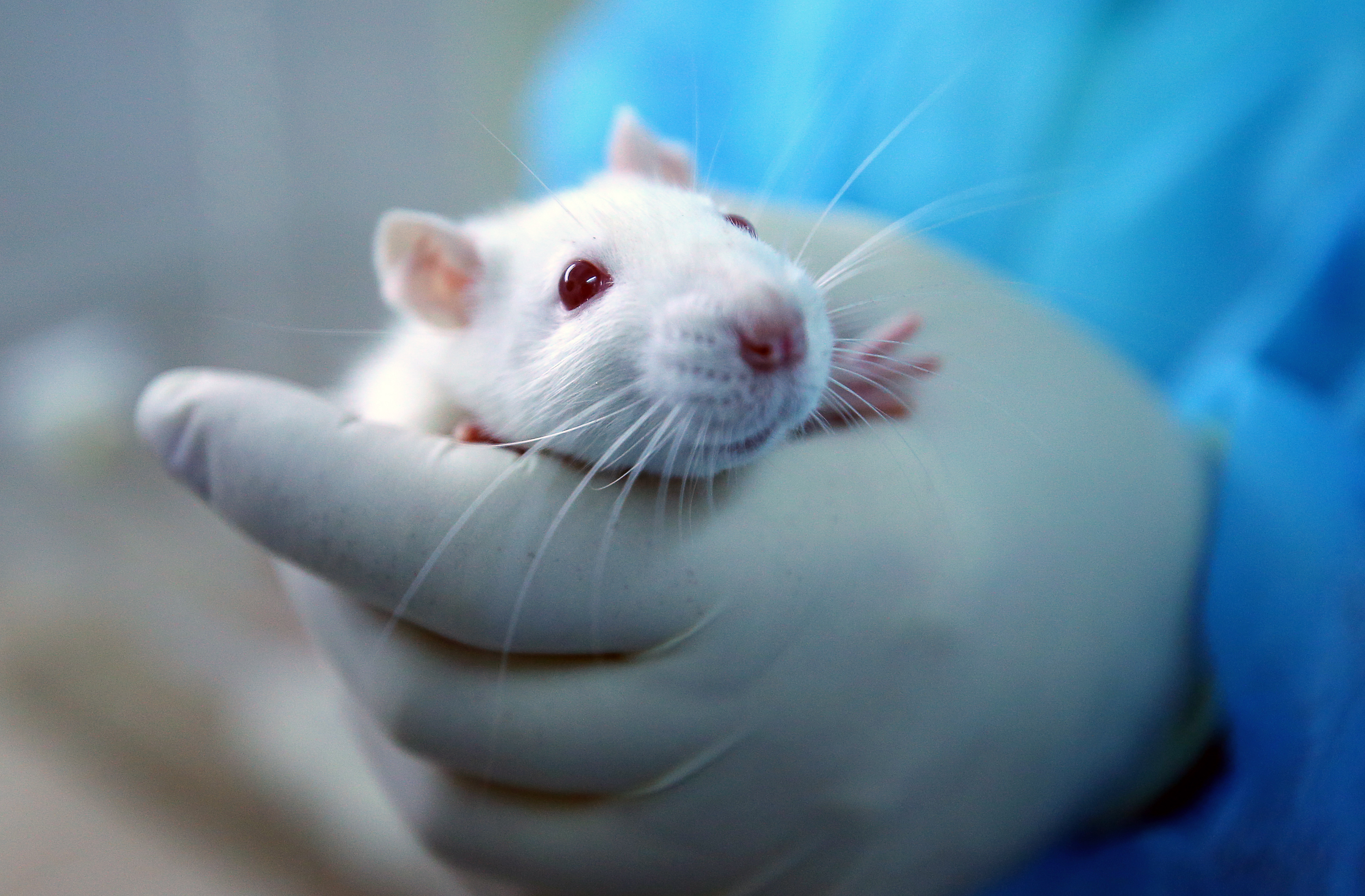 A researcher holds a laboratory rodent on March 30, 2018. (Peter Kovalev&mdash;TASS/Getty Images)