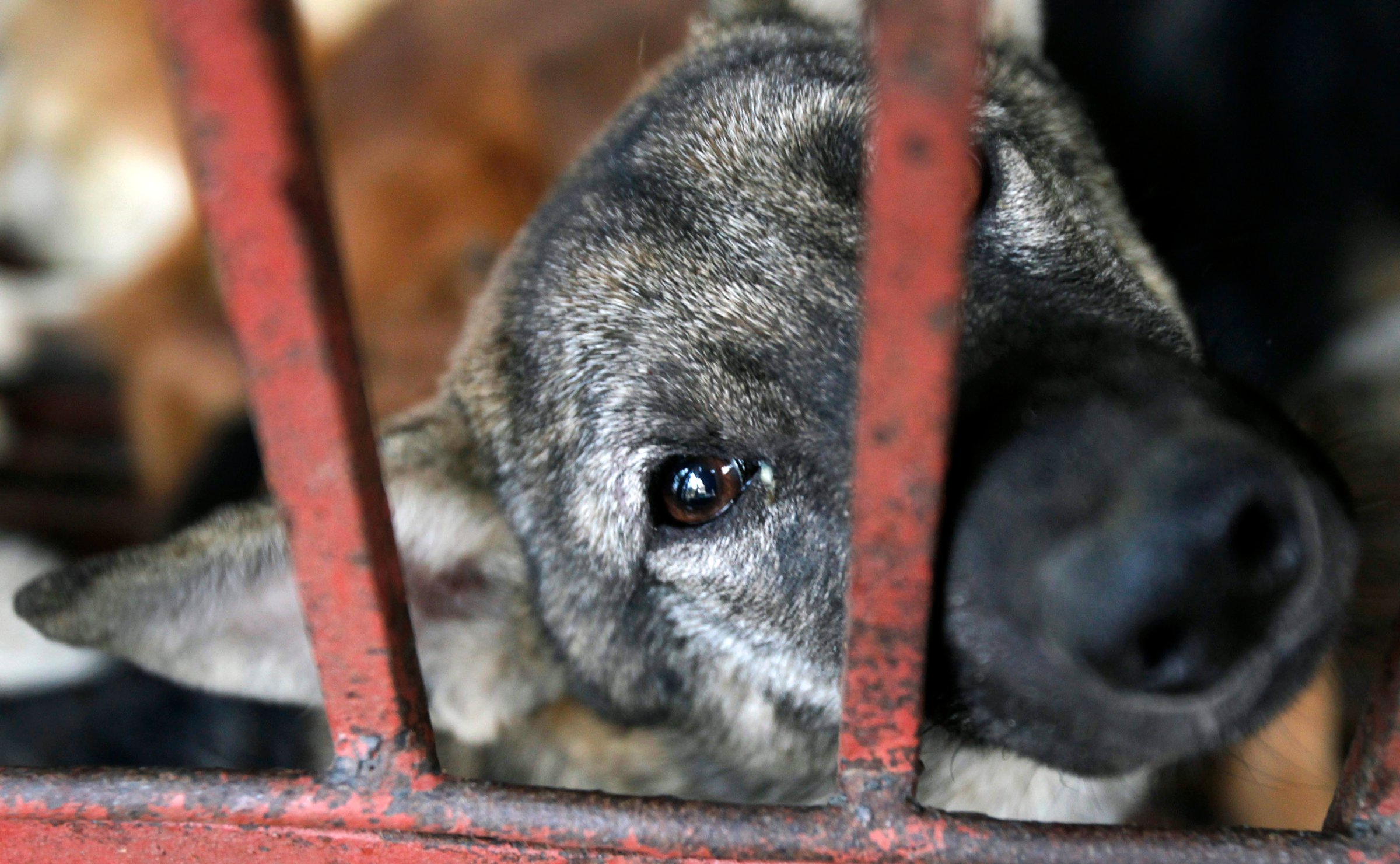 A dog waits to be slaughtered for sale as food in Duong Noi village