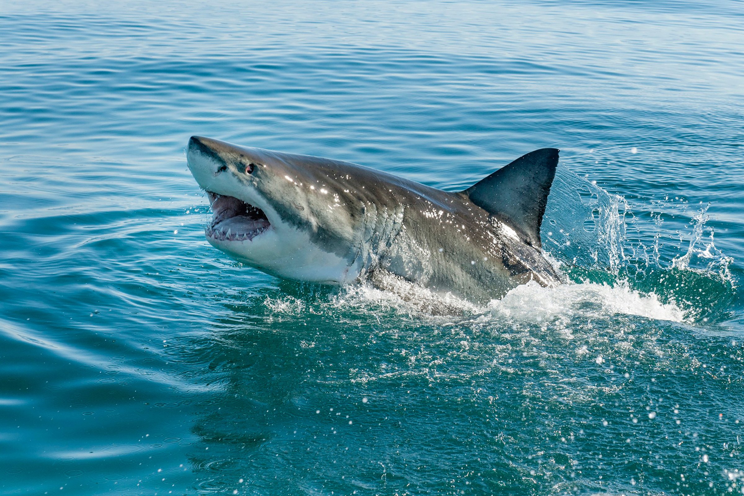 Shark Attack in U.S. Waters