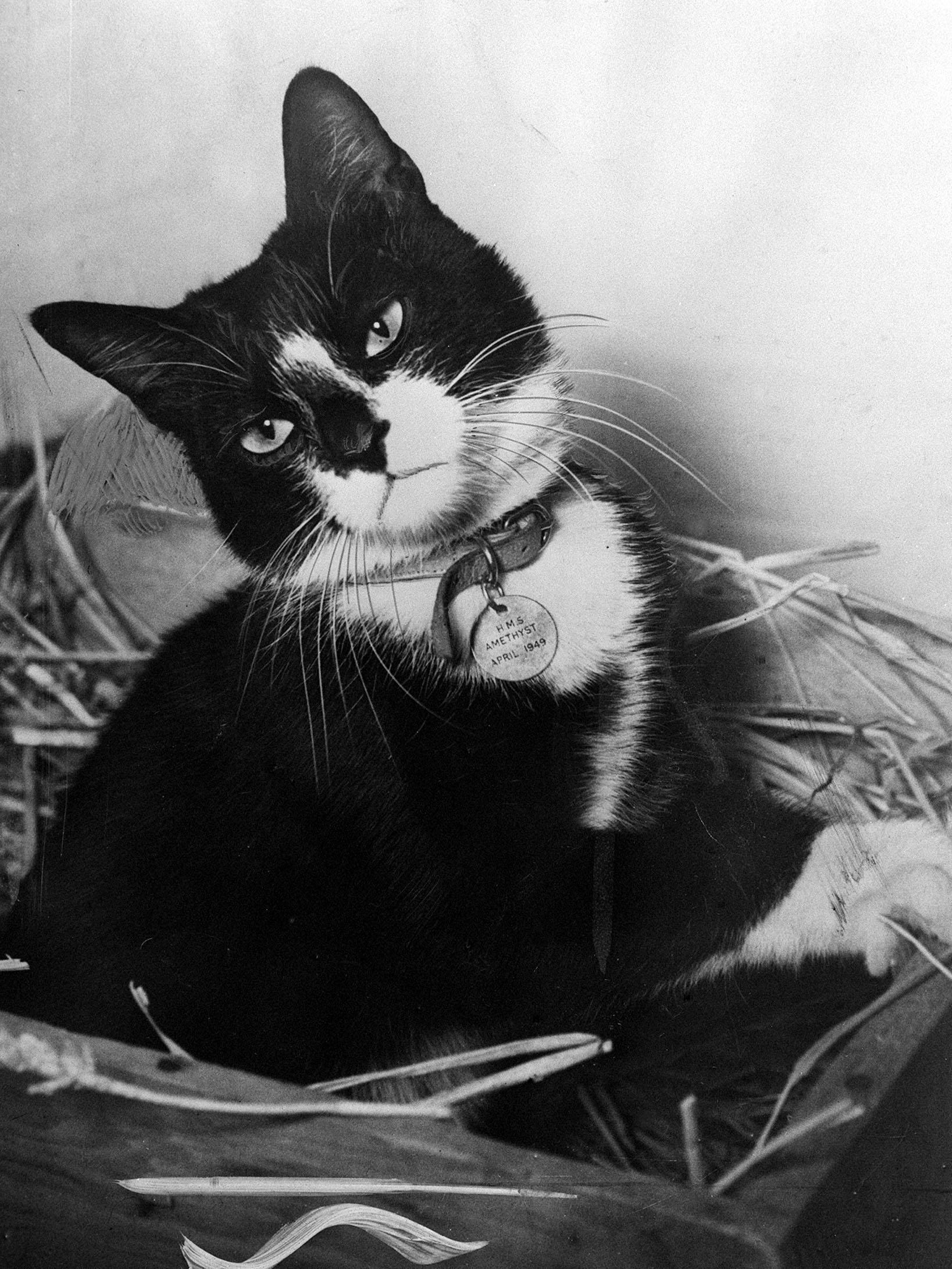 While the men of the "Yangtse Incident" received a heroes' welcome home, Simon, the ships cat of HMS Amethyst and winner of the Dickin Medal - the animals Victoria Cross - rested at the Hackbridge Quarantine Kennels in Surrey. (PA Images/Getty Images)