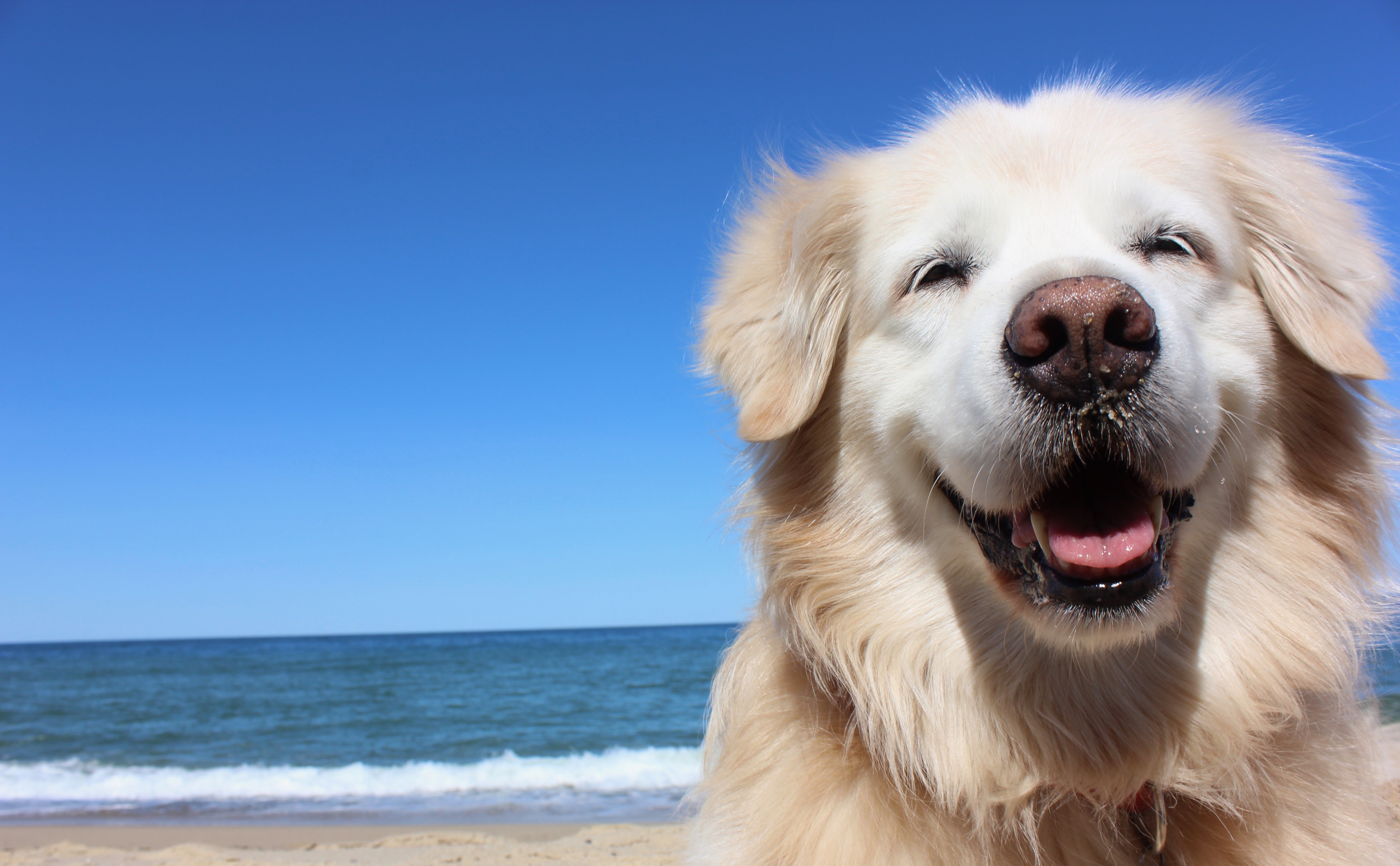 Your Dog Is Probably Dumber Than You Think, a New Study Says | Time
