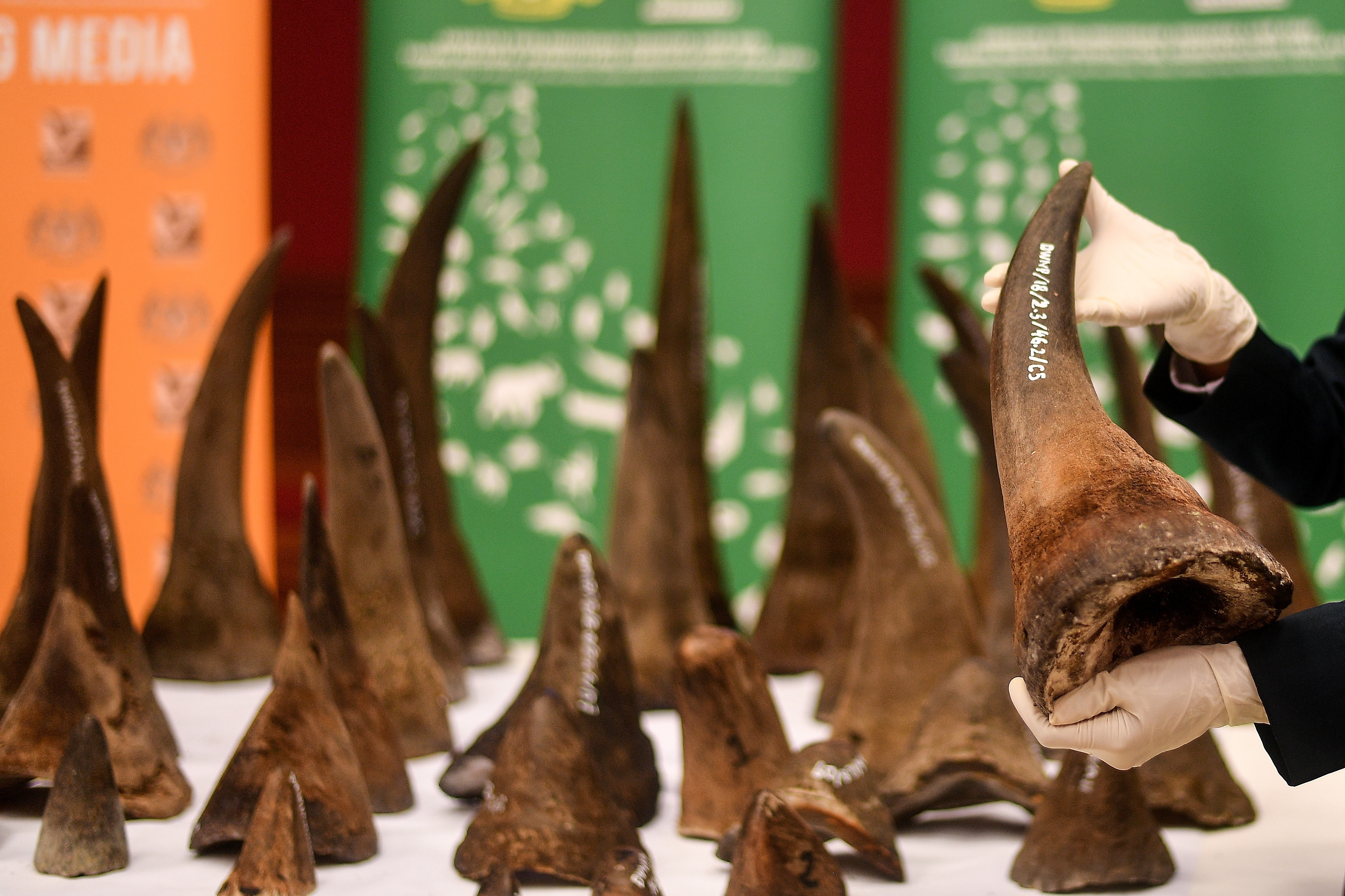 A Malaysian Wildlife official displays seized rhino horns and other animal parts at the Department of Wildlife and National Parks headquarters in Kuala Lumpur on Aug. 20, 2018. (Manan Vatsyayana—AFP/Getty Images)