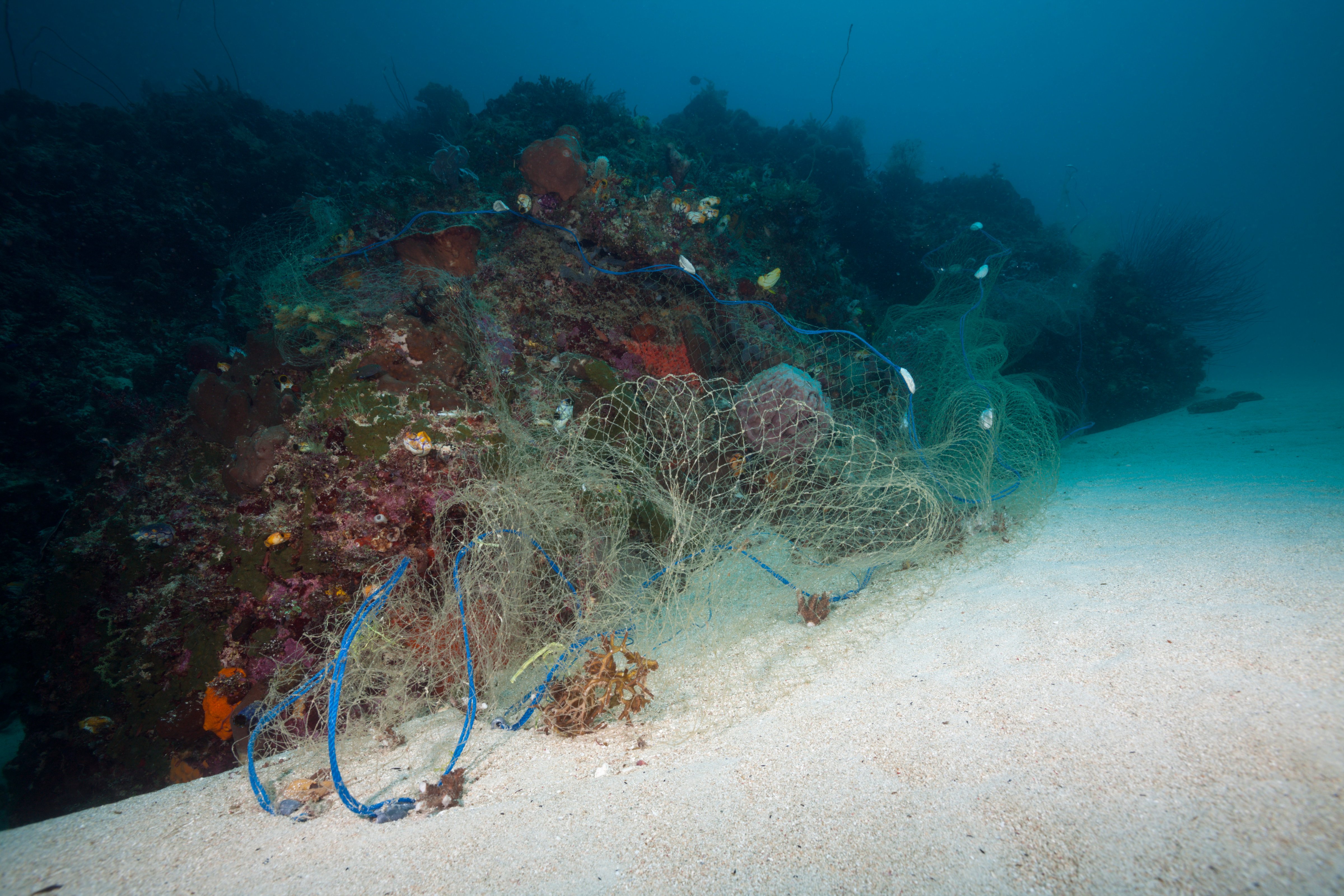 Lost Fishing Net covers Coral Reef, Indo Pacific, Indonesia
