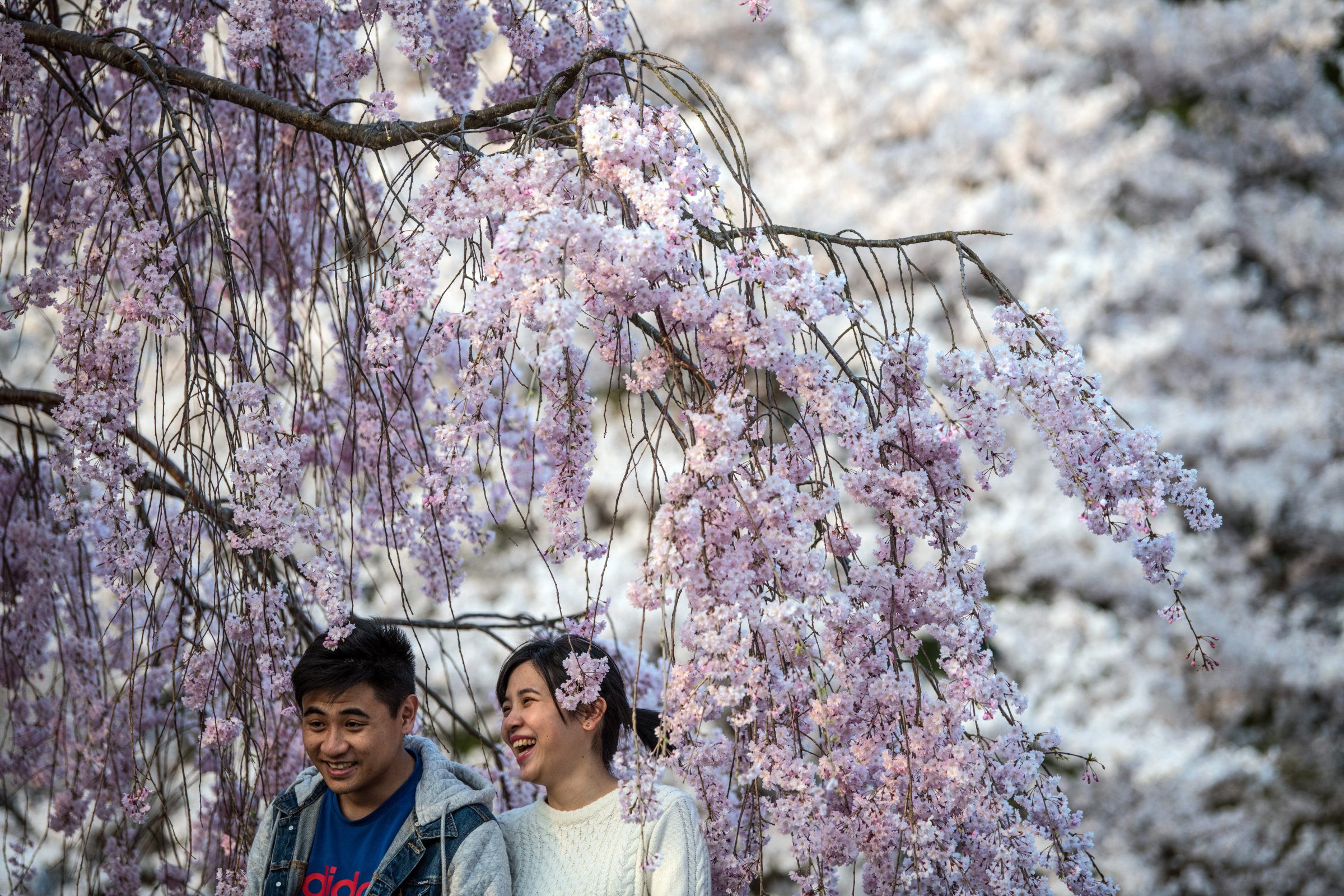 People Enjoy Cherry Blossom In Japan