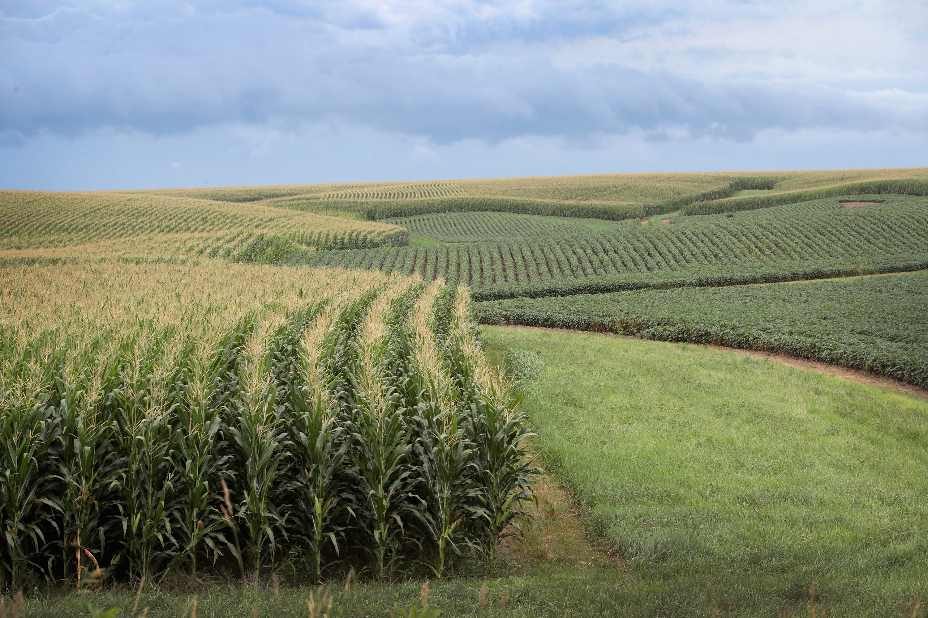 Сельскохозяйственное производство преобладает в. Штат Айова кукурузное поле. Айова штат кукуруза. Агрокультура США. Агроландшафтное земледелие.