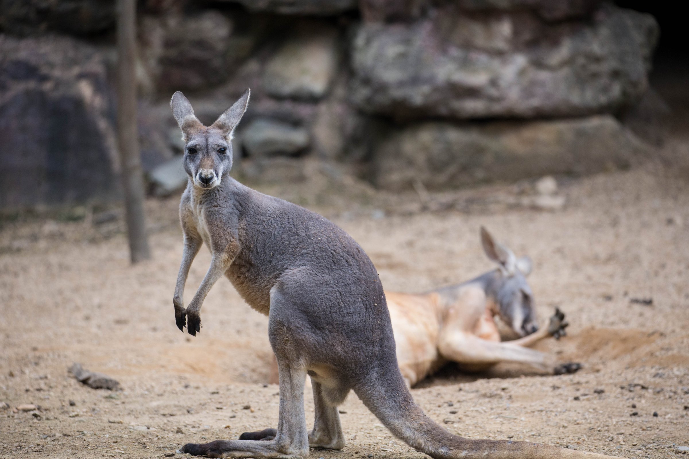Kangaroos Dig Holes And Lie Down In Hangzhou Zoo