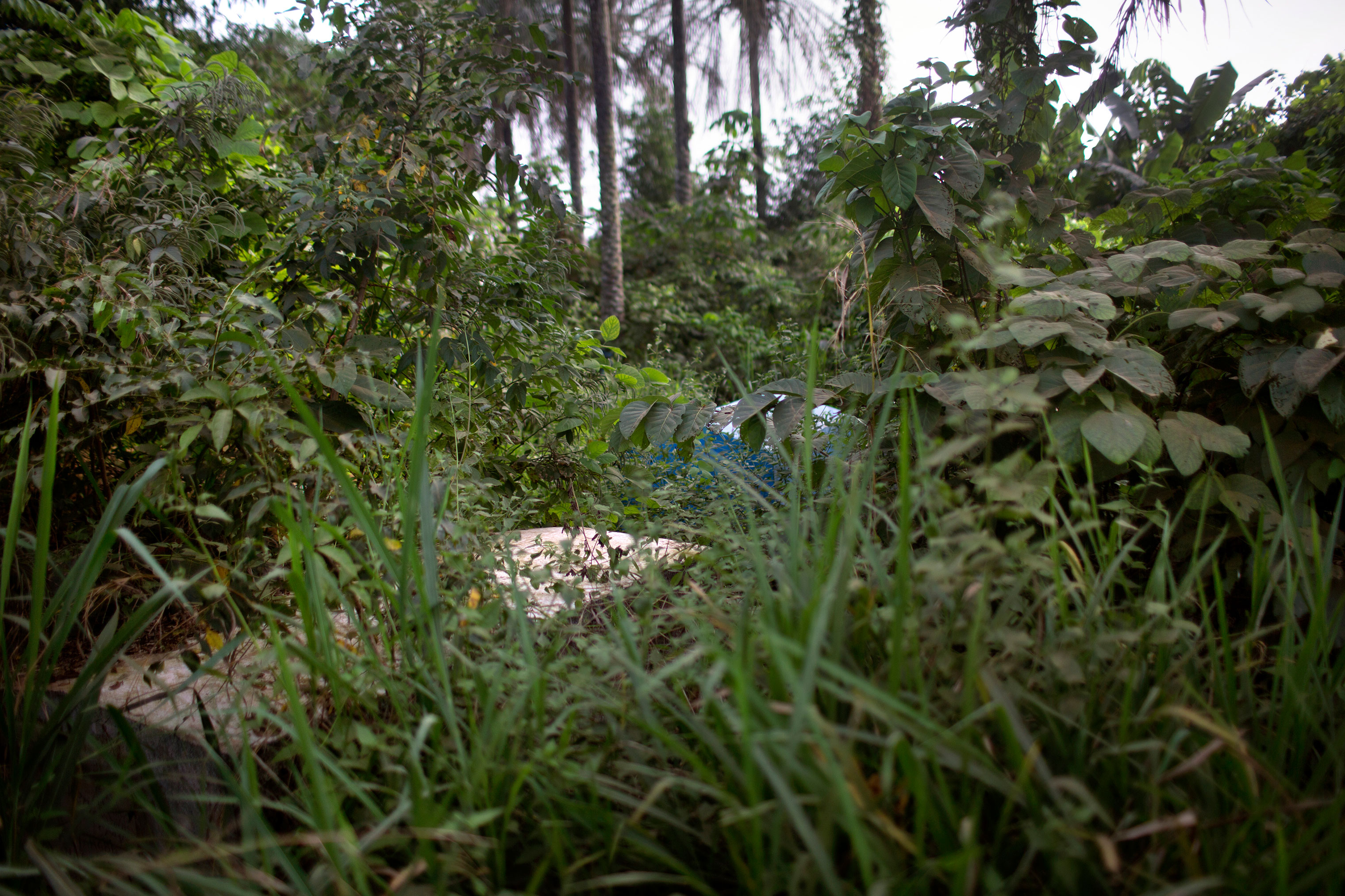 The overgrown graveyard where Johnson was buried in an unmarked grave. (Kathleen Flynn, special to ProPublica)