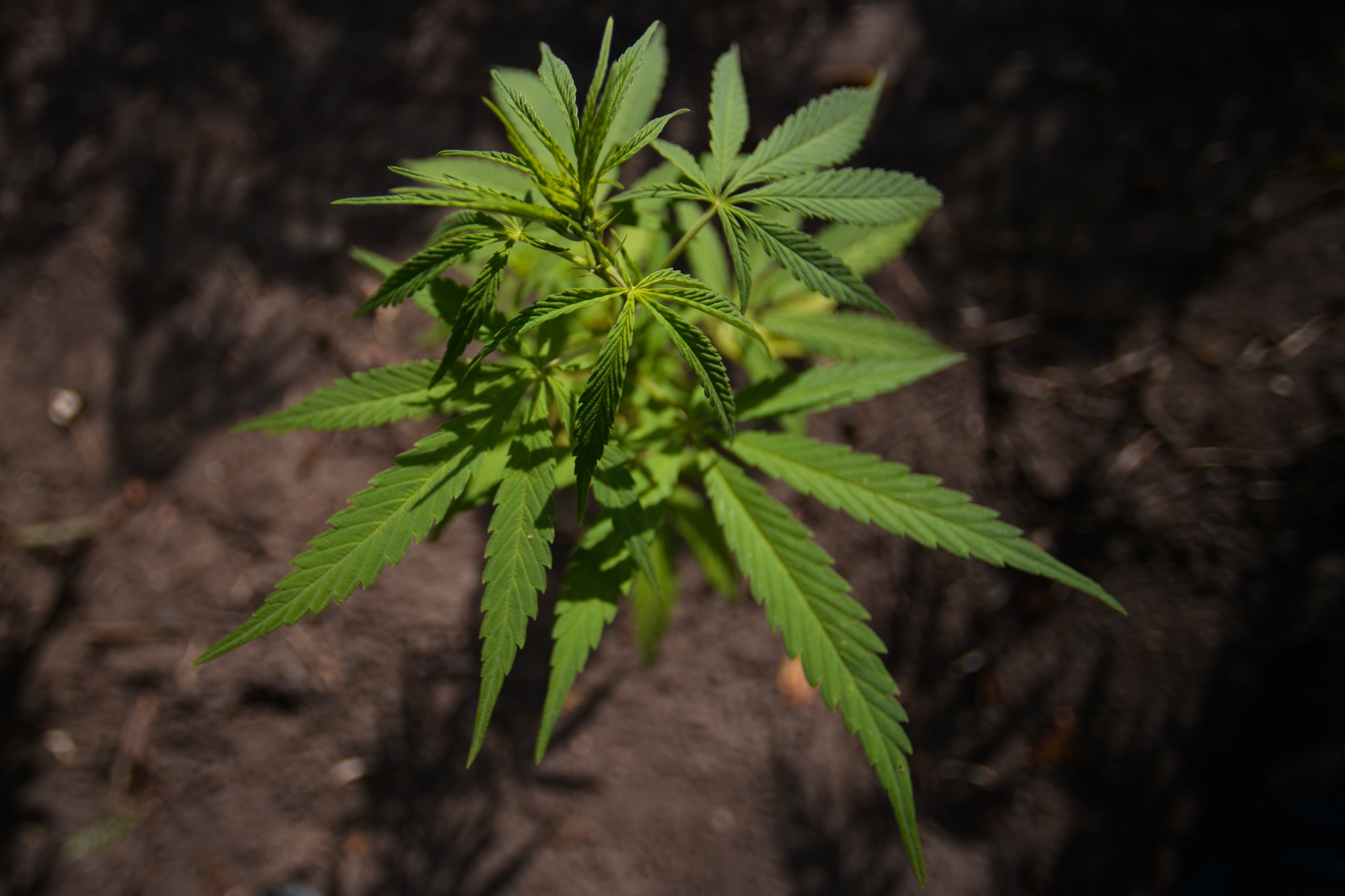 A marijuana plant is seen on Aug. 29, 2018, in Edmonton, Alberta, Canada. (Artur Widak&mdash;NurPhoto/Getty Images)