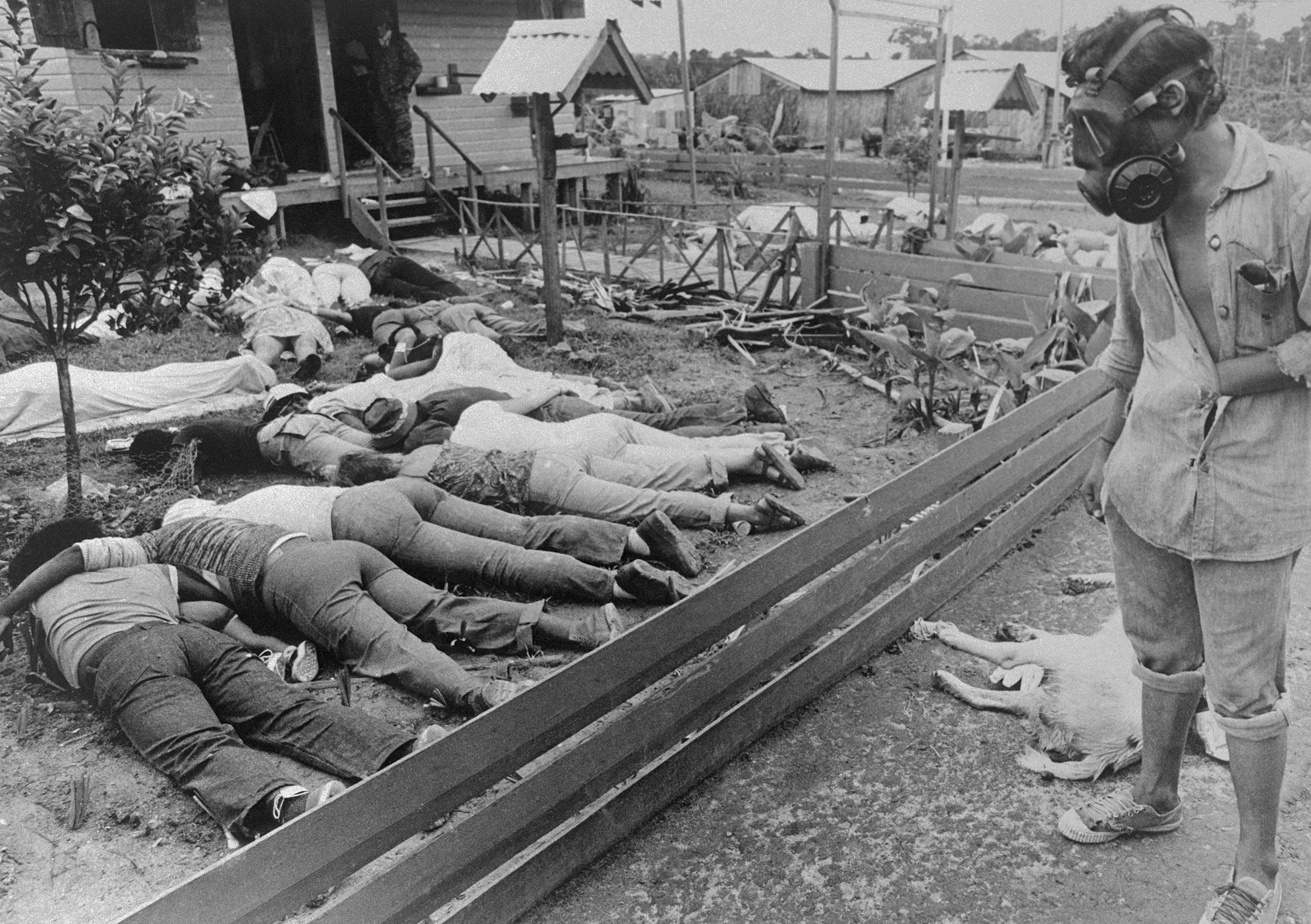 A member of the team sent to Jonestown by the Guyana Government surveys some of the hundreds of bodies of People's Temple followers who died following the murder of Congressman Leo Ryan and newsman on November 18. Authorities said that five, including cult leader Jim Jones, died of gunshot wounds. Most, however, died of cyanide poisoning. (Bettmann Archive)