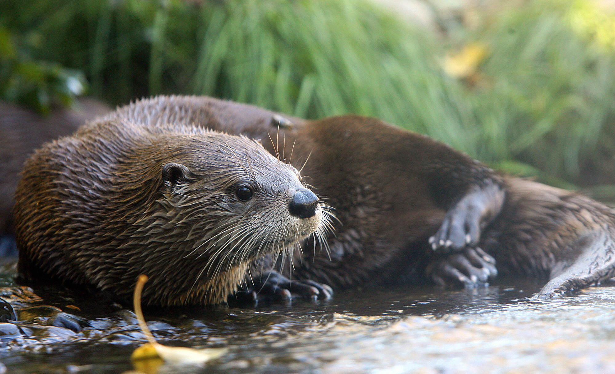 A River Otter rest in its exhibit at the