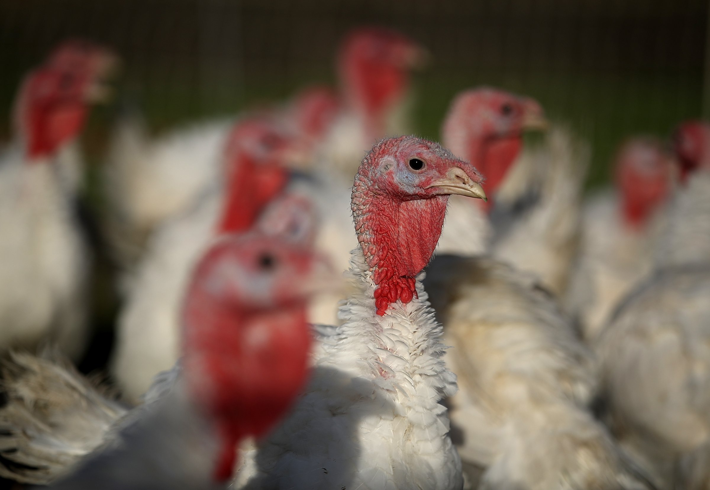 Turkeys Raised On California Farm