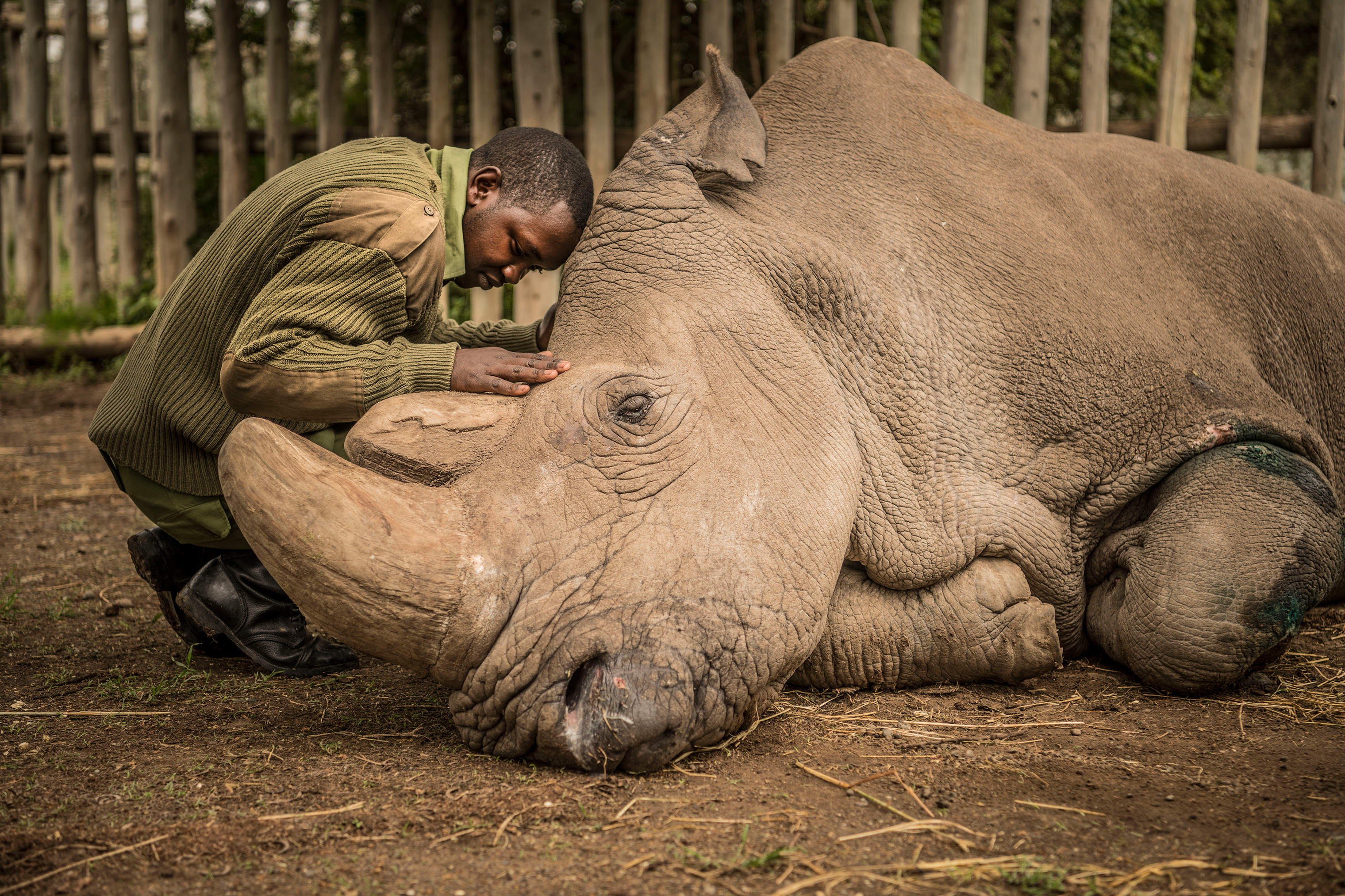 Joseph Wachira, 26, comforts Sudan, the last male Northern White Rhino on the planet, moments before he passed away in March. (Ami Vitale—National Geographic Creative)