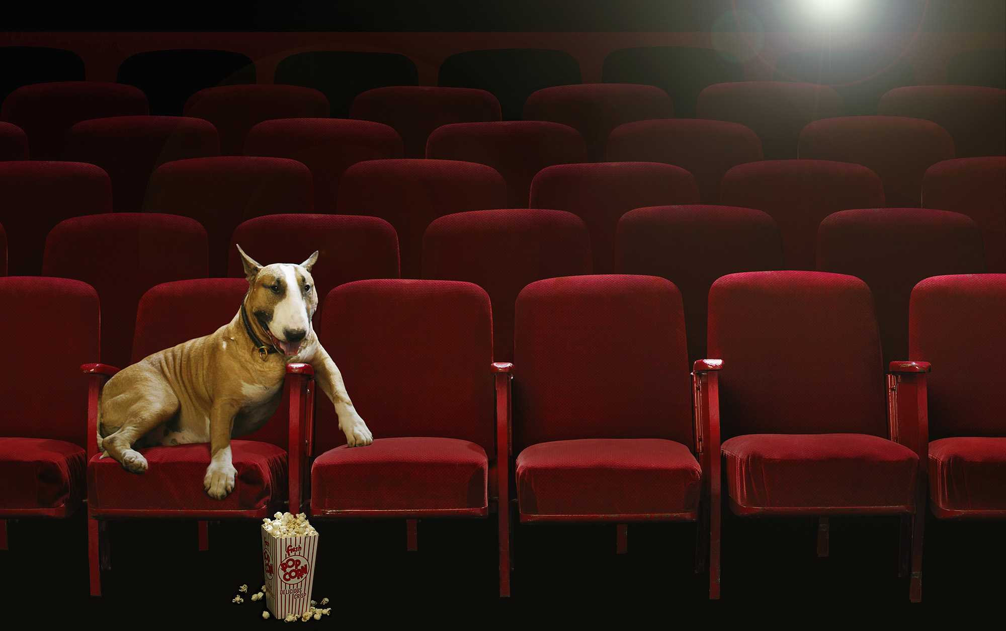 Bull Terrier Watching Movie in Theater