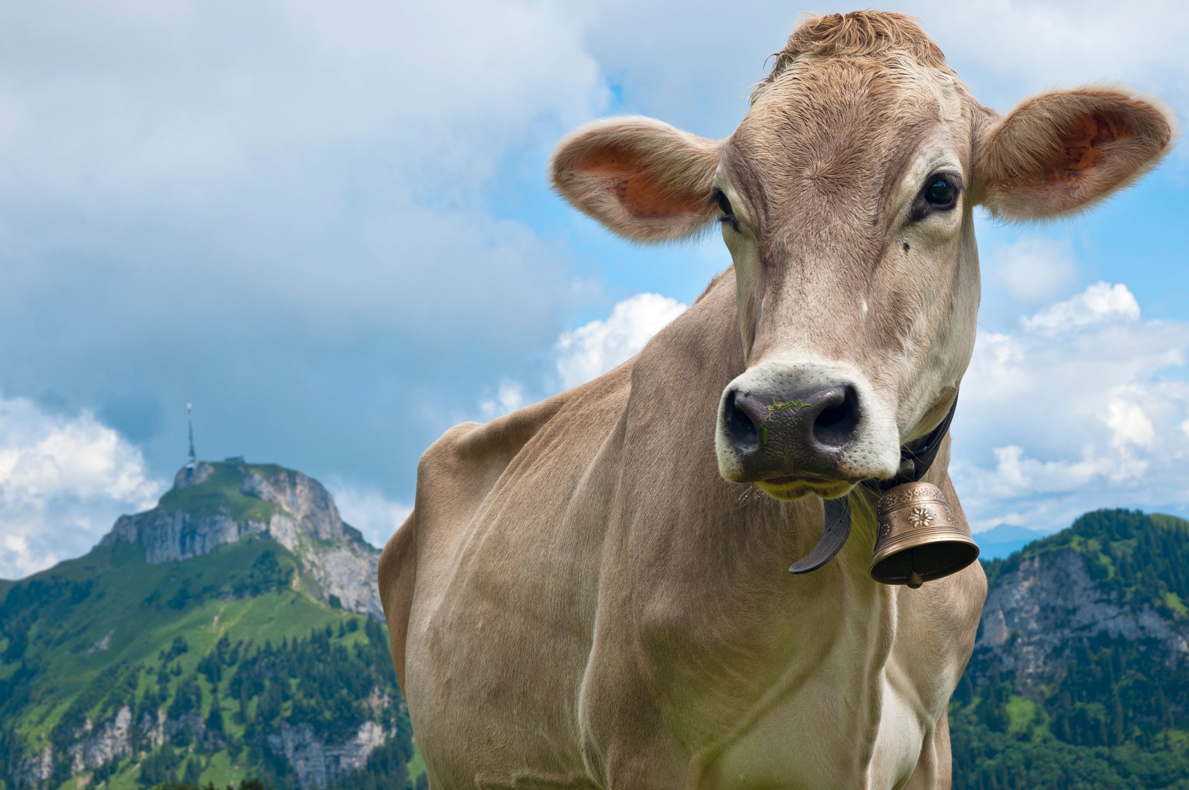Switzerland, Canton of Appenzell Innerrhoden, Cow with bell, Hoher Kasten in the background