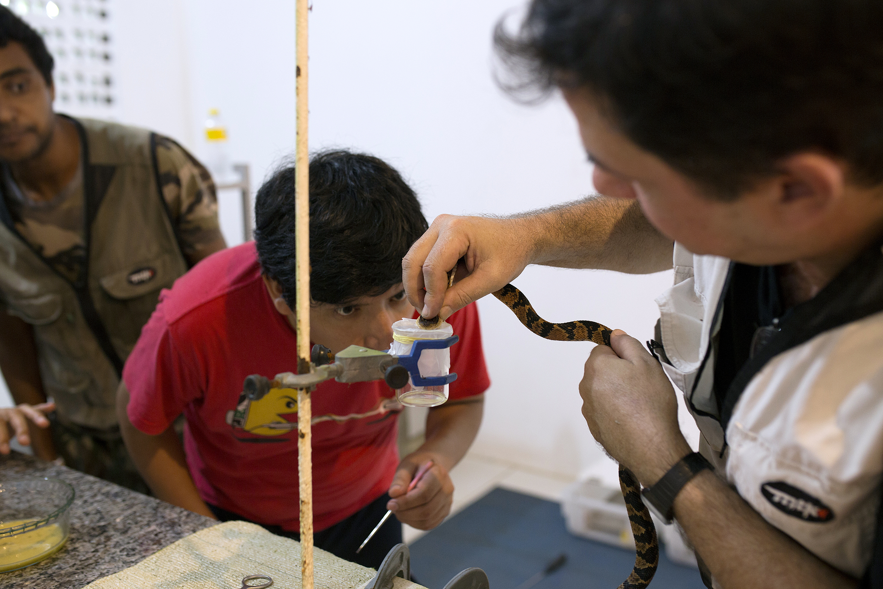 Claudio Barreto, Dan Vivas Ruiz and Dr. Rodrigo Souza extract snake venom from a young bushmaster at the snake sanctuary in Serra Grande, Brazil. (Stephanie Foden)