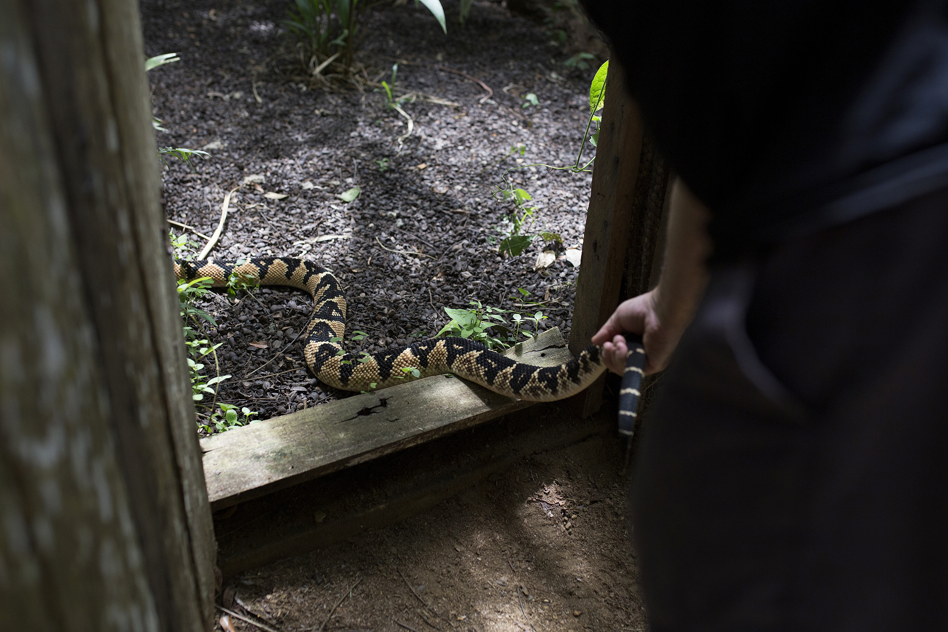 Dr. Rodrigo Souza releases a bushmaster into its habitat at his snake sanctuary in Serra Grande, Brazil. (Stephanie Foden)