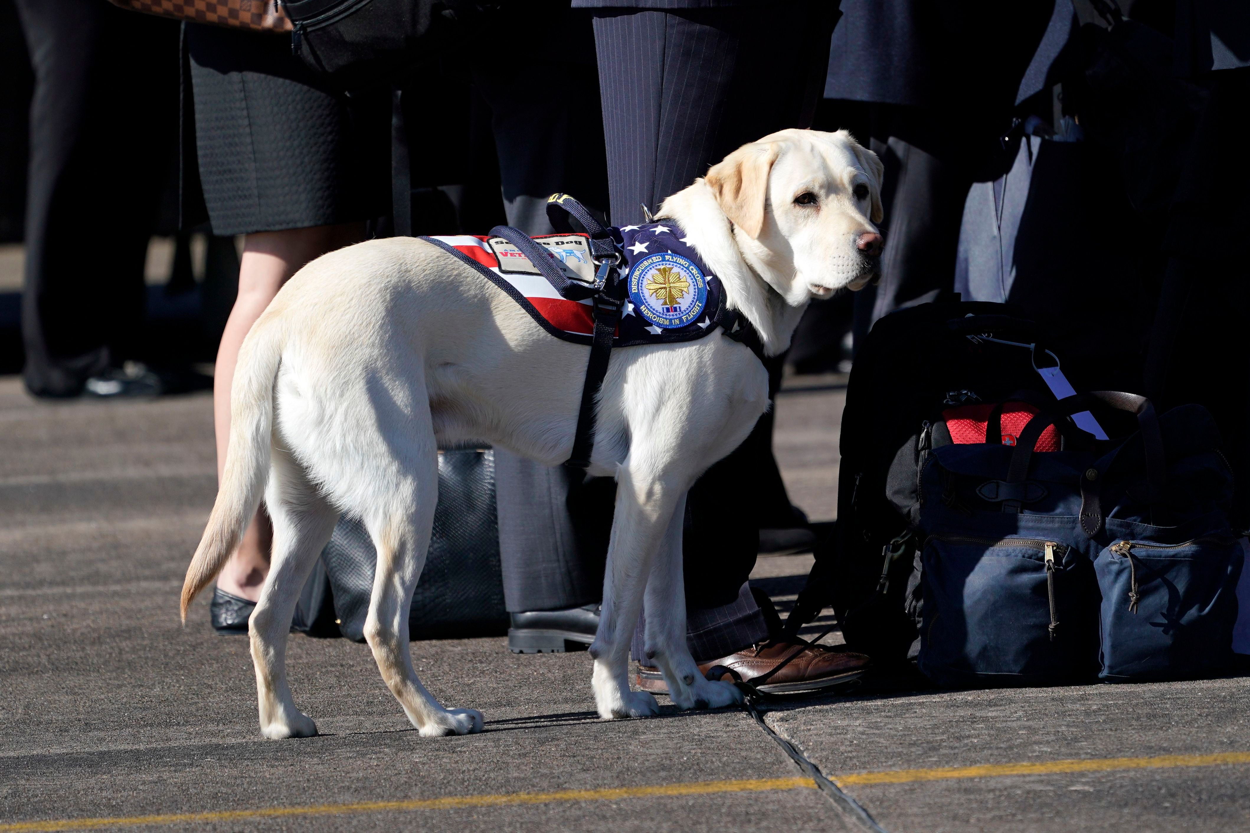 Sully, the yellow Labrador retriever who was former U.S. President George H.W. Bush's service dog, during a departure ceremony at Ellington Field in Houston, Texas, on Dec. 3, 2018. (David J Phillip/POOL/EPA-EFE/REX/Shutterstock—David J Phillip/POOL/EPA-EFE/REX/Shutterstock)