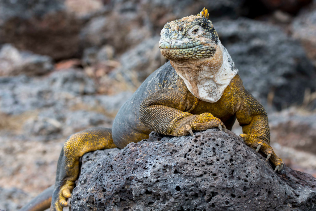 A Galapagos land iguana (Conolophus subcristatus) on South