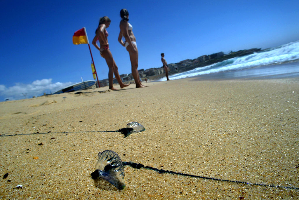 Bluebottle jellyfish washed ashore on Australia's Maroubra Beach, Jan. 30, 2006. (Dan Sewell&mdash;The Sydney Morning Herald/Fairfax Media/Getty Images)