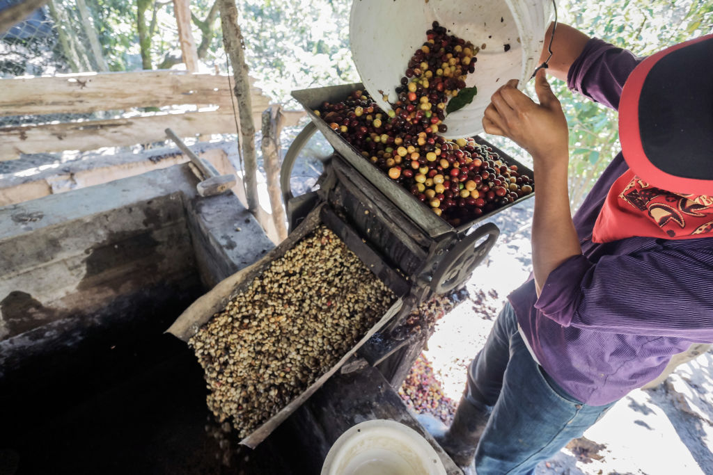 Rebel Coffee: Organic Zapatista Coffee Harvesting