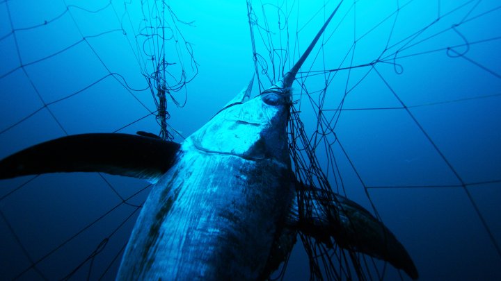 Almost 80% of the world’s marine fish stocks are now fully exploited, overexploited or depleted