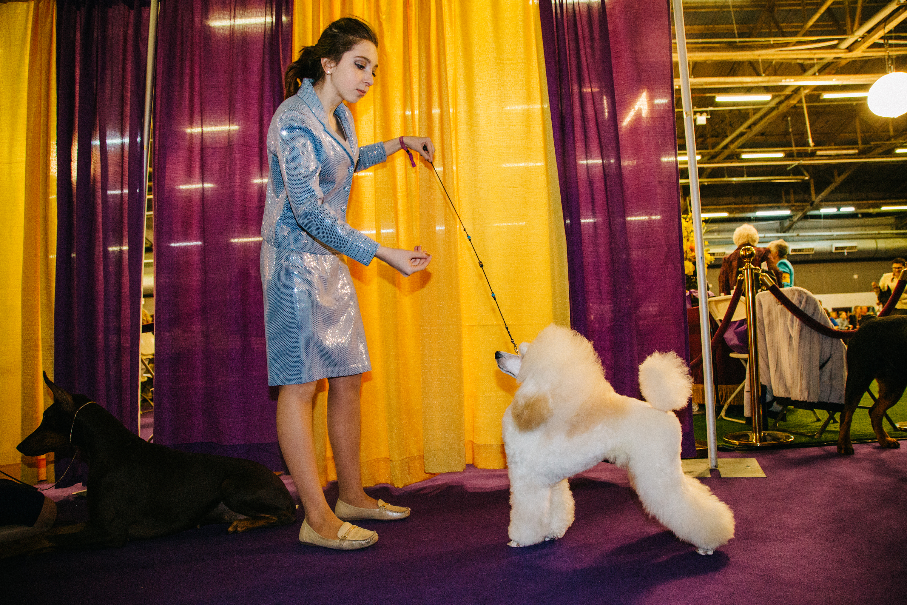 More than 3,000 dogs from 204 breeds compete in the Westminster Kennel Club's weeklong series of events (Clara Mokri for TIME)