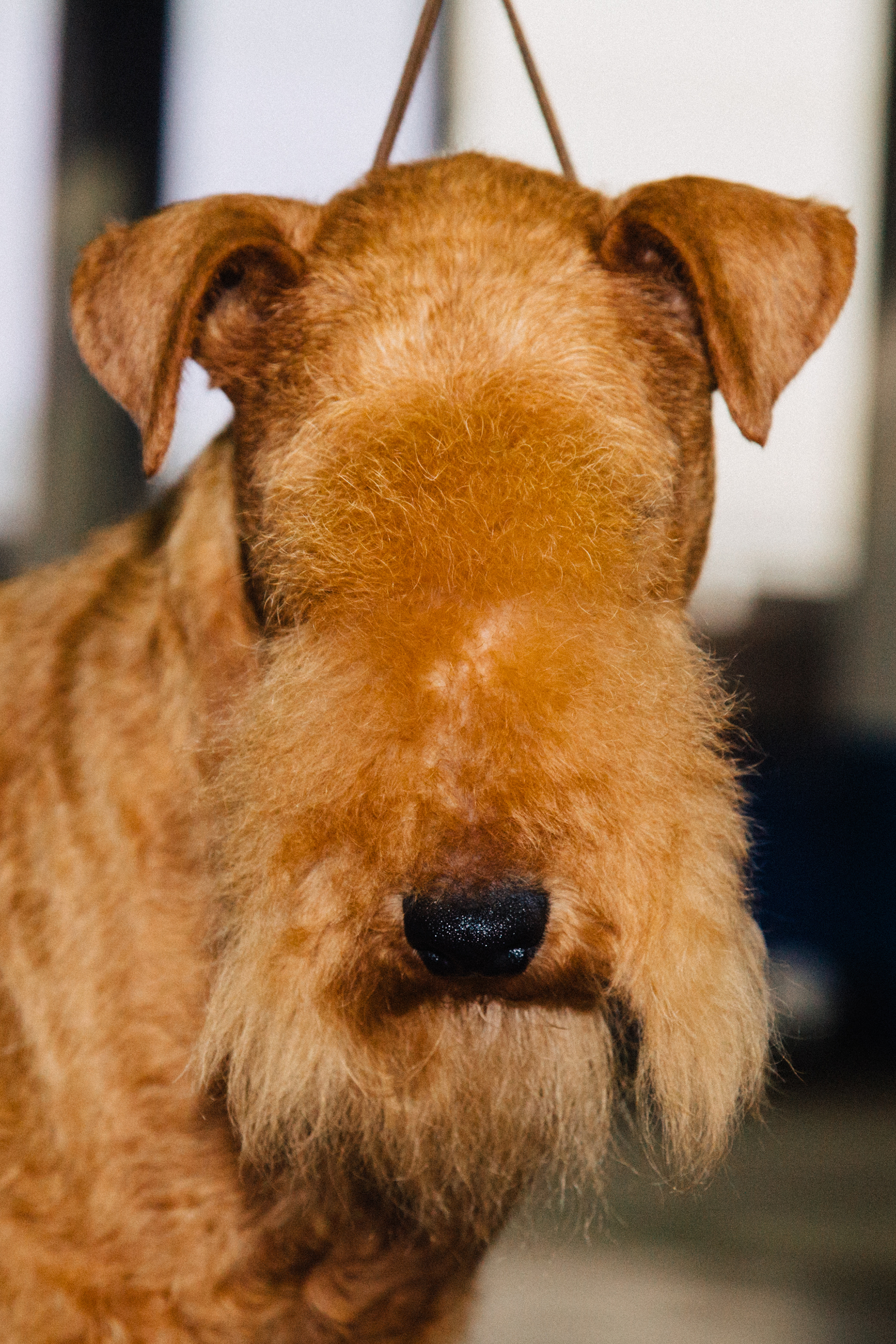 The Lakeland Terrier, a hypoallergenic dog originally bred in England, was one of dozens of terrier categories at Westminster (Clara Mokri for TIME)