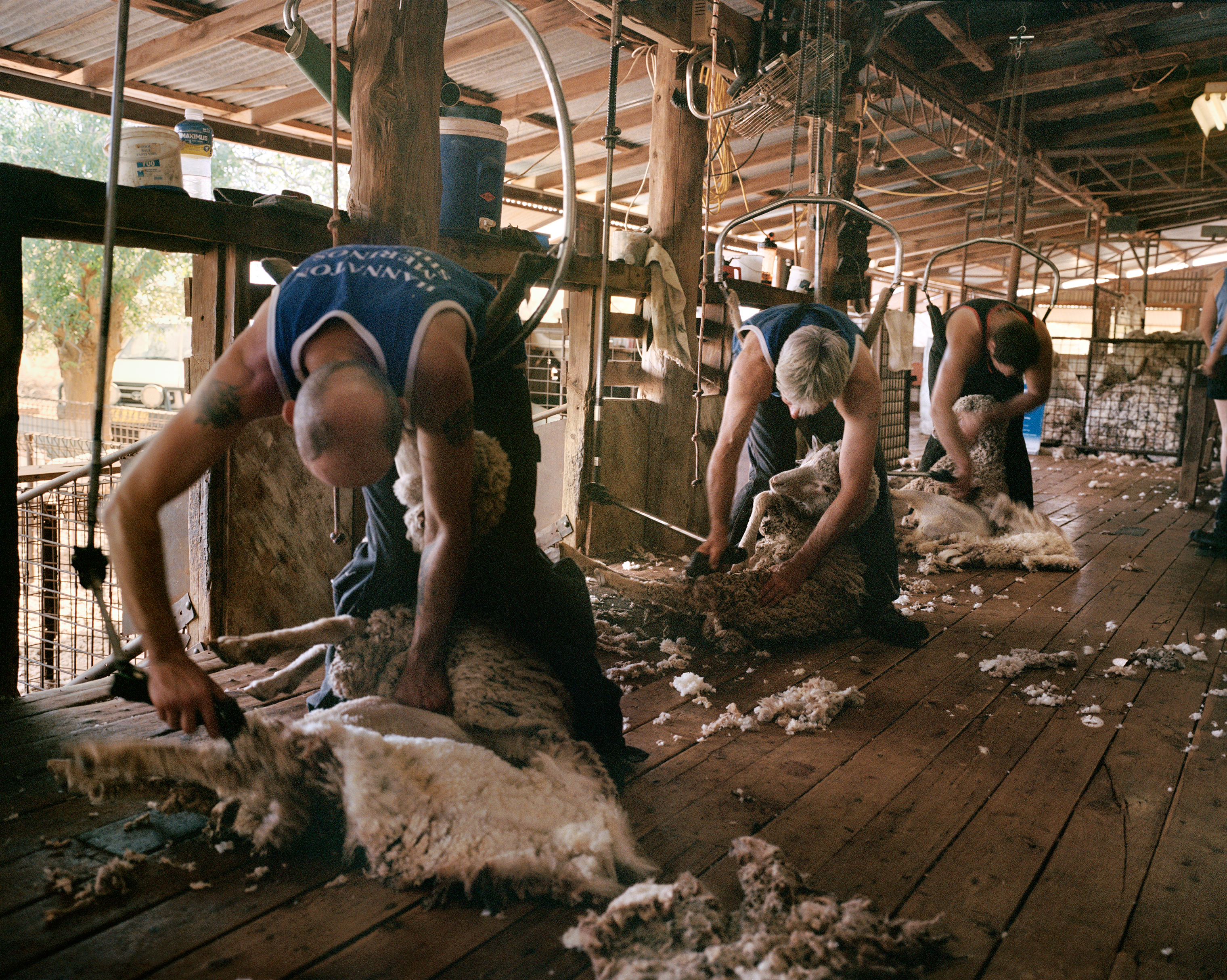 Contract shearers with sheep on Turn Turn Station, near Eulo, in Queensland in November. Compared to 2017, co-owner Sam Todd says, wool production reduced by 30% because of the drought. (Adam Ferguson for TIME)