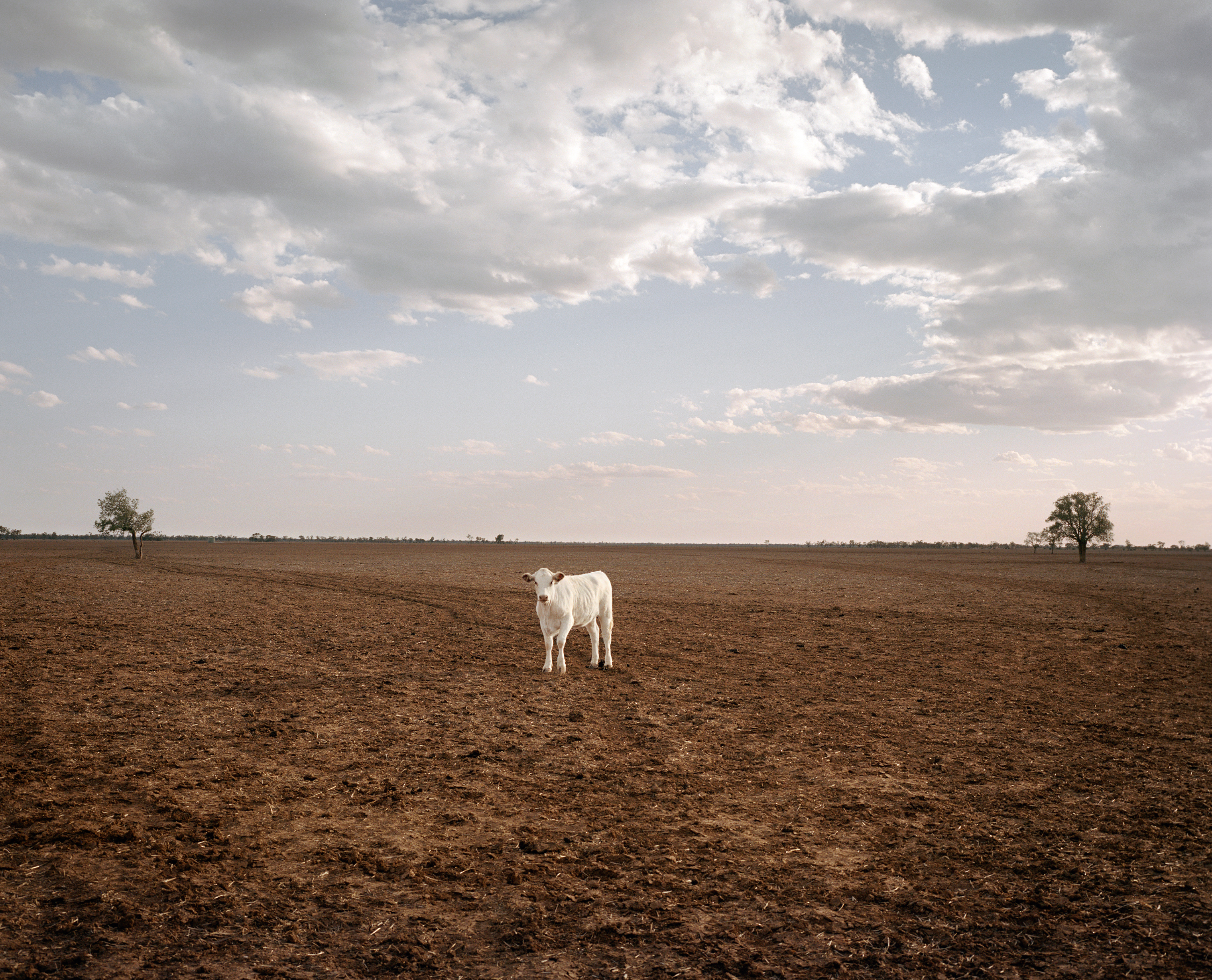 A cow stands in a paddock on Ashantee Property near Walgett in New South Wales in November. Ashantee is owned by farmer Ed Colless, who has only planted one crop in six years because of the drought. "If we miss 2019," he says, "it will be tough." (Adam Ferguson for TIME)