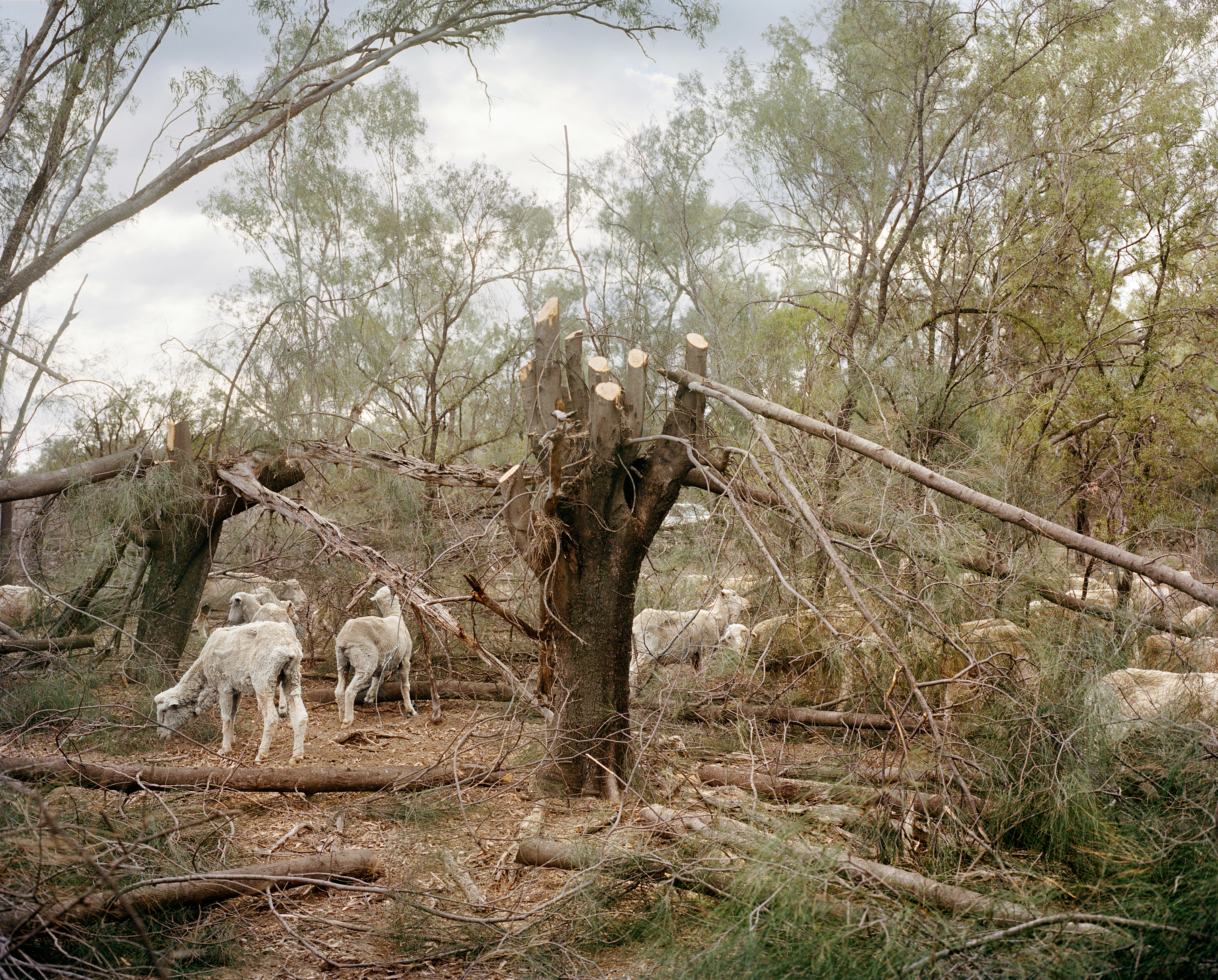 Sheep graze on branches cut by farmer David Cross on a farm near Hebel, along the New South Wales-Queensland border, in November. Cross chops the branches or whole trees several times a week, instead of buying costly feed. (Adam Ferguson for TIME)