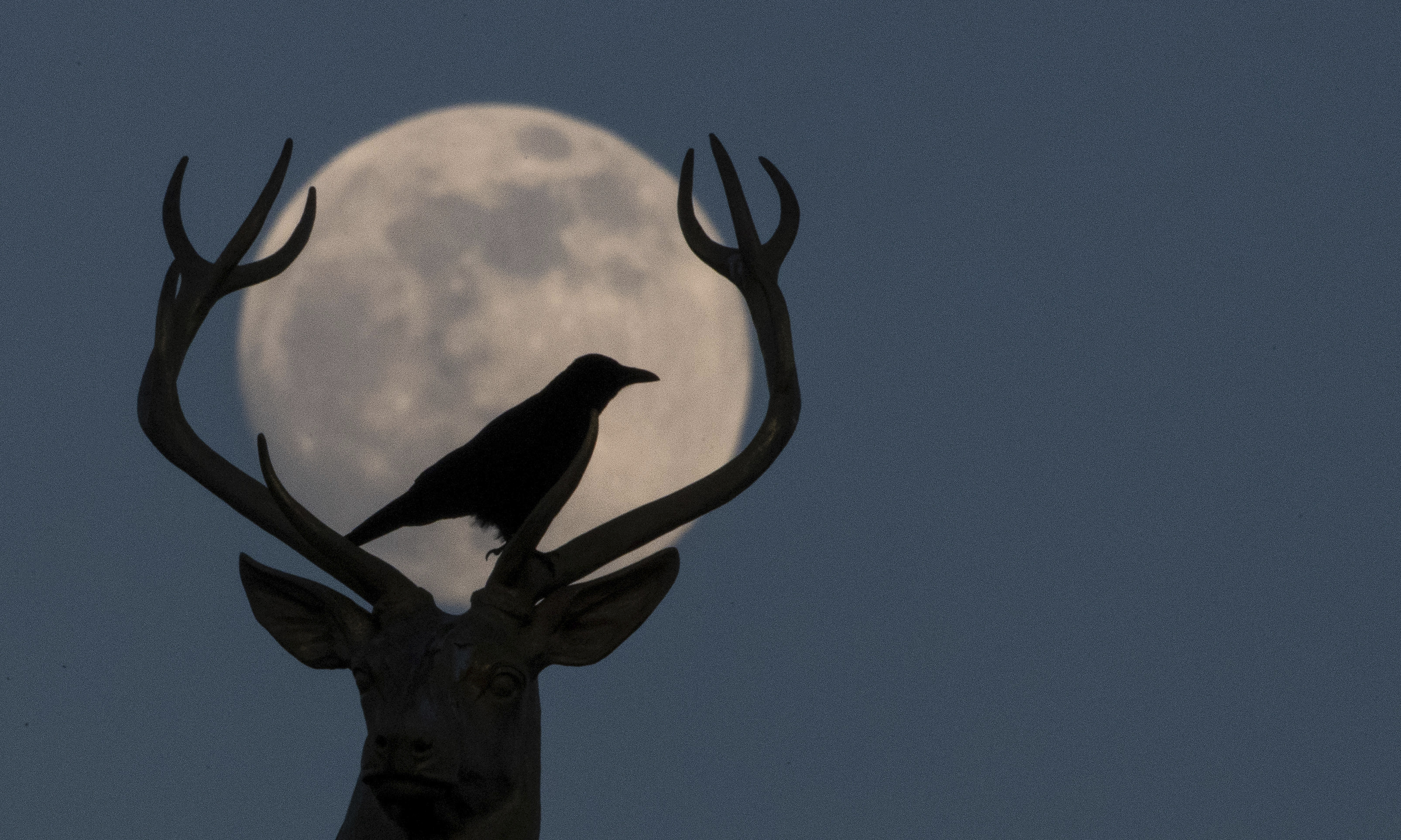 18 February 2019, Baden-Wuerttemberg, Stuttgart: A crow sits on the golden stag of the sculptor Ludwig Habich on the roof of the art building at the Schlo'platz in front of the almost full moon. (Sebastian Gollnow—Sebastian Gollnow/picture-alliance/dpa/AP Images)